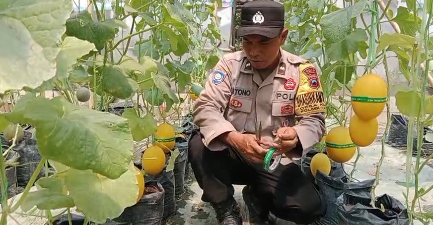 “Dari Tanah Kosong Jadi Ladang Harapan: Ketulusan Aipda Mistono Berbuah Inspirasi”
