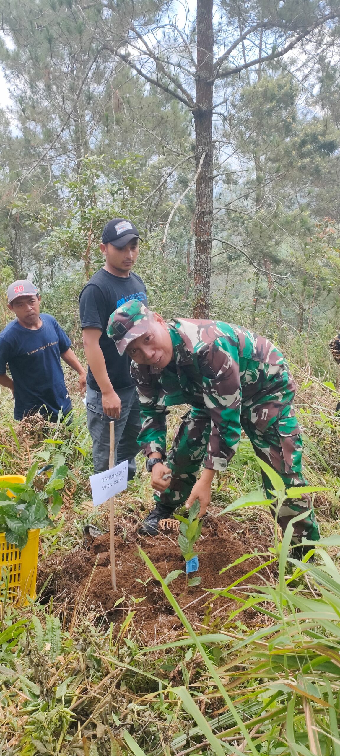 Gerakan Penanaman 350.000 Kopi di Lereng Gunung Sumbing Wonosobo: Upaya Reboisasi dan Ketahanan Pangan