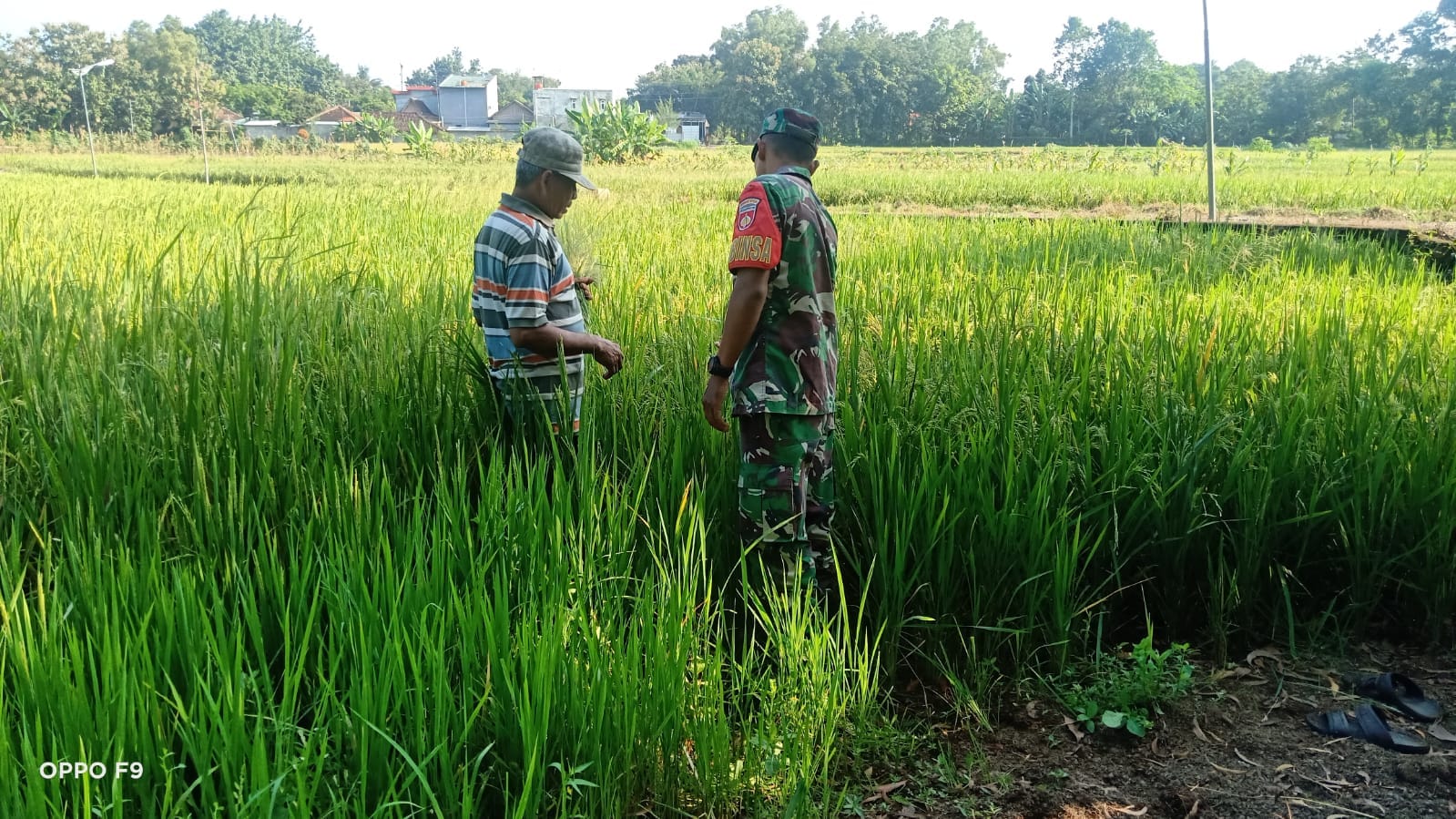 Babinsa Klego Pantau Pertumbuhan Padi Program Pompanisasi, Dukung Swasembada Pangan di Boyolali