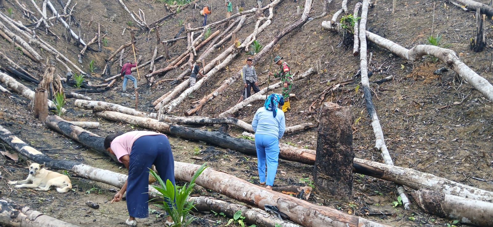 Turun ke Medan Terjal, Babinsa BAS Semangati Petani dalam Kegiatan Menugal