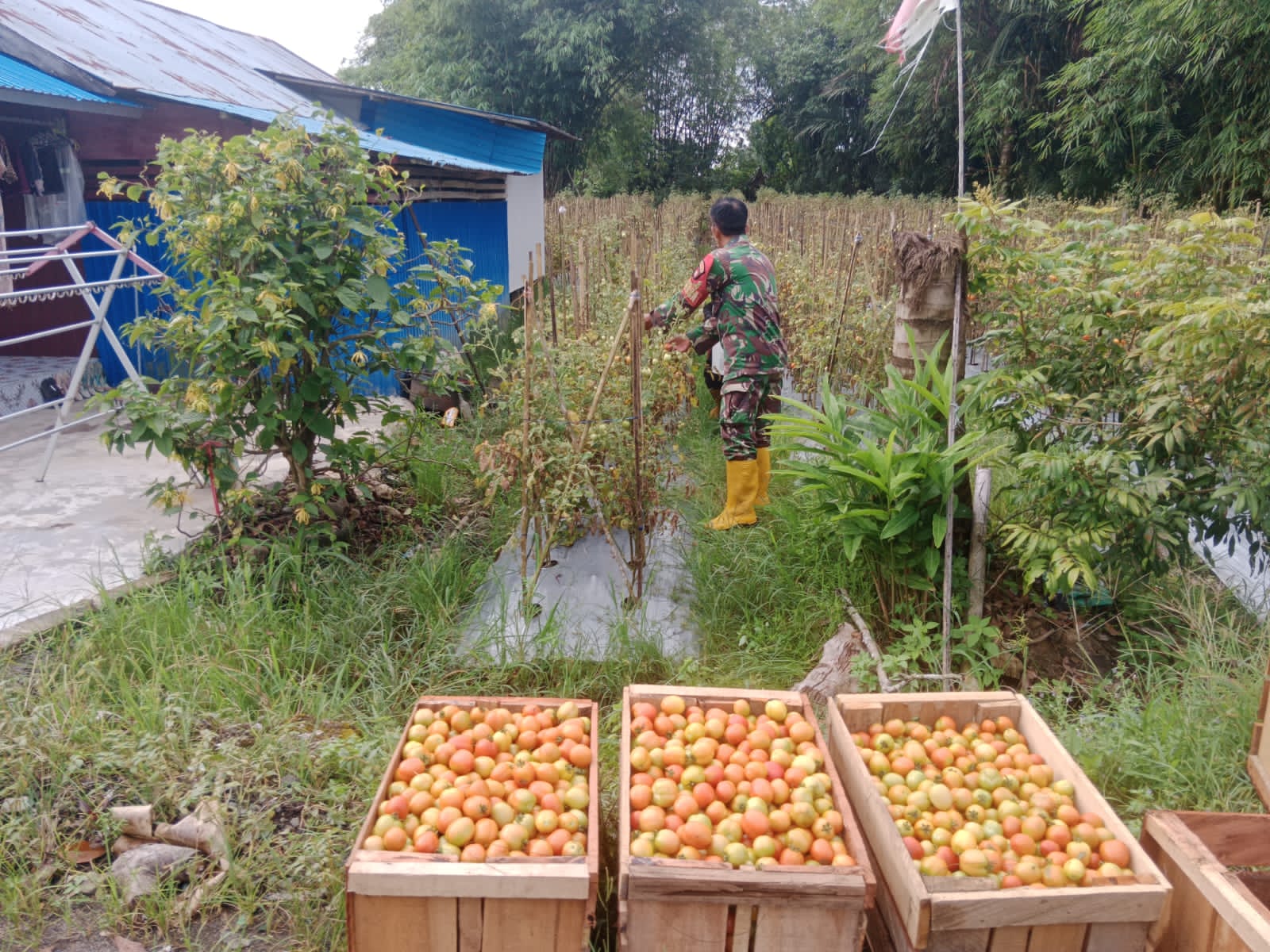 Dekat dengan Rakyat, Babinsa Labuan Amas Utara Bantu Petani Panen Tomat