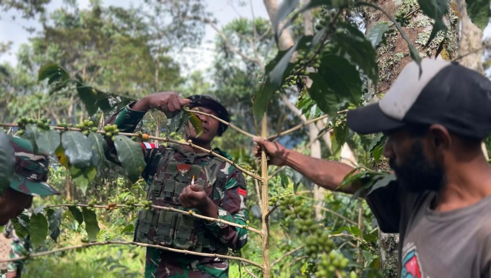 Dari Perbatasan untuk Kesejahteraan: Satgas Swasembada Yonif 751/VJS Edukasi Budidaya Kopi Warga Oksibil