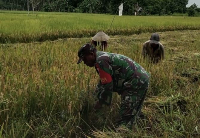 Pendampingan Panen Padi, Babinsa Koramil 1002-03/Haruyan Dukung Swasembada Pangan