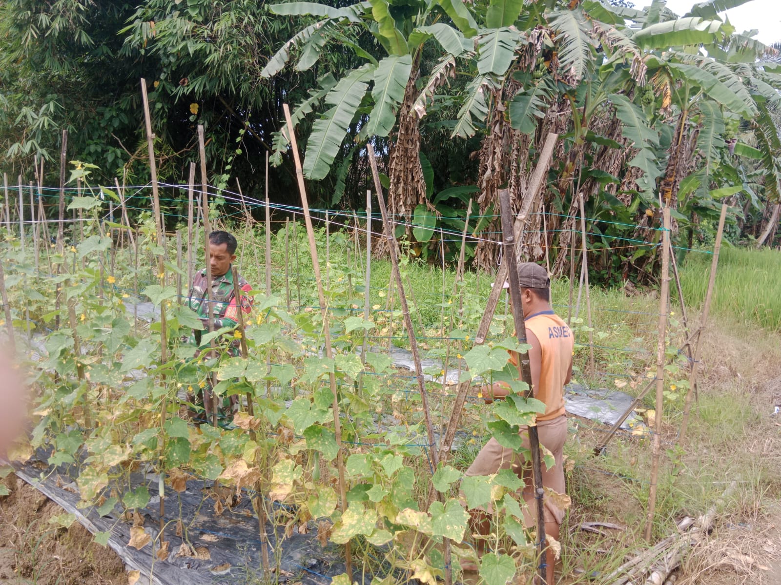 Perkuat Ketahanan Pangan, Babinsa Labuan Amas Utara Turun Langsung Bantu Panen