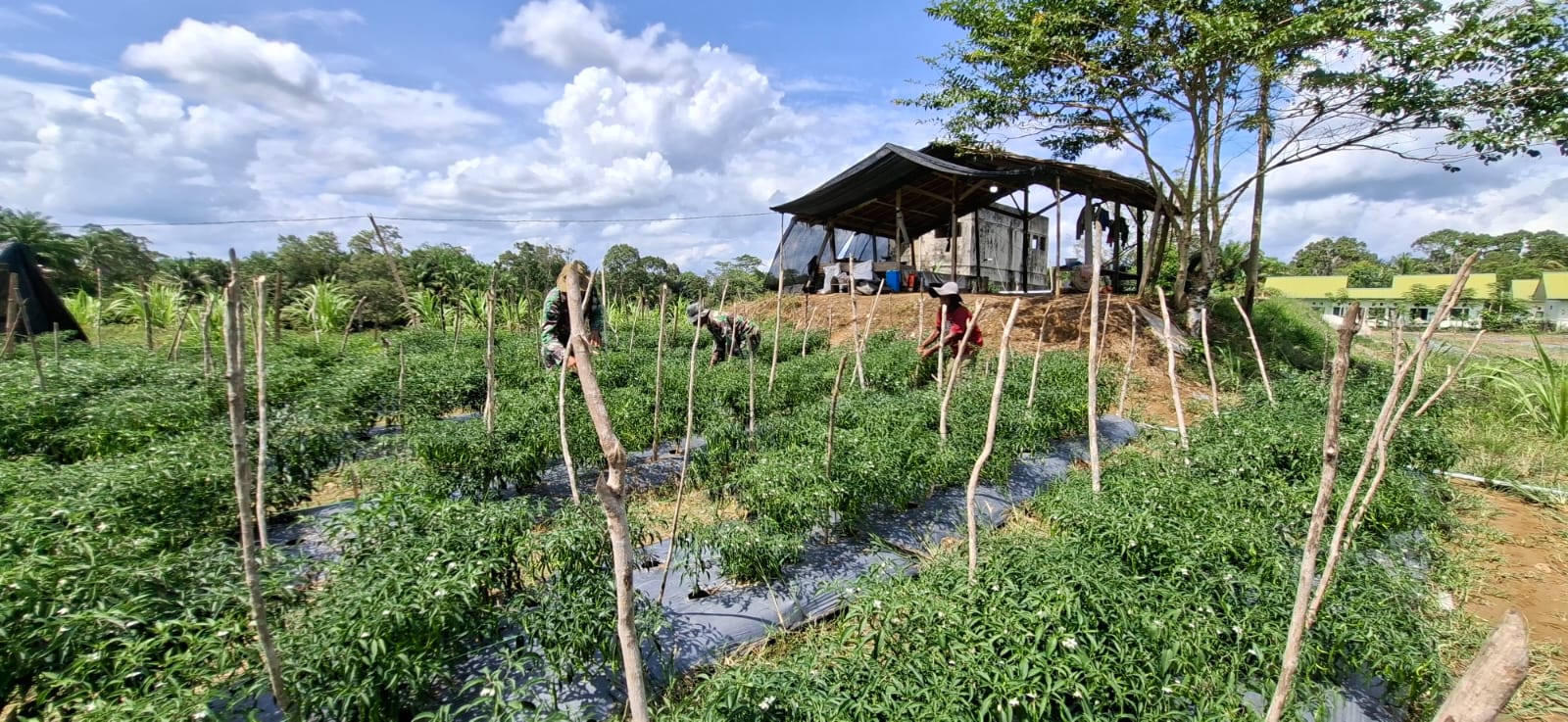 Di Balik Infrastruktur Hebat, Satgas TMMD Kodim 0105/Abar Tinggalkan Warisan Kebun Ketahanan Pangan Yang Kuat