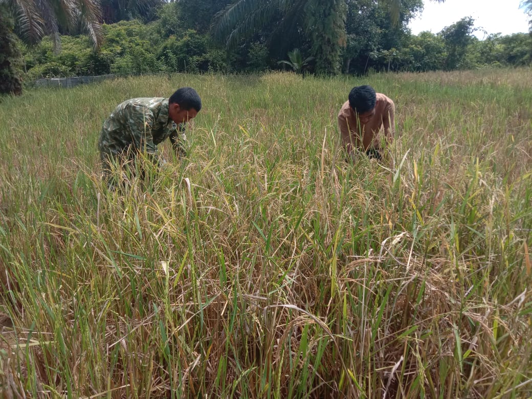 Sertu Buchari Muslim Babinsa Koramil 09/Samatiga Membantu Petani Memanen Padi di Desa Pinem