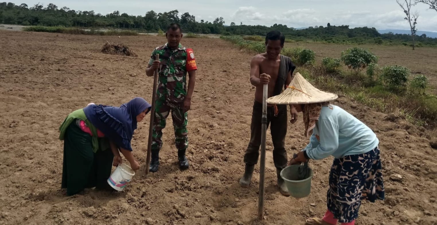 Dari Lahan ke Ketahanan Pangan: Aksi Babinsa Posramil 05/PC Dampingi Petani tanam Kacang Tanah