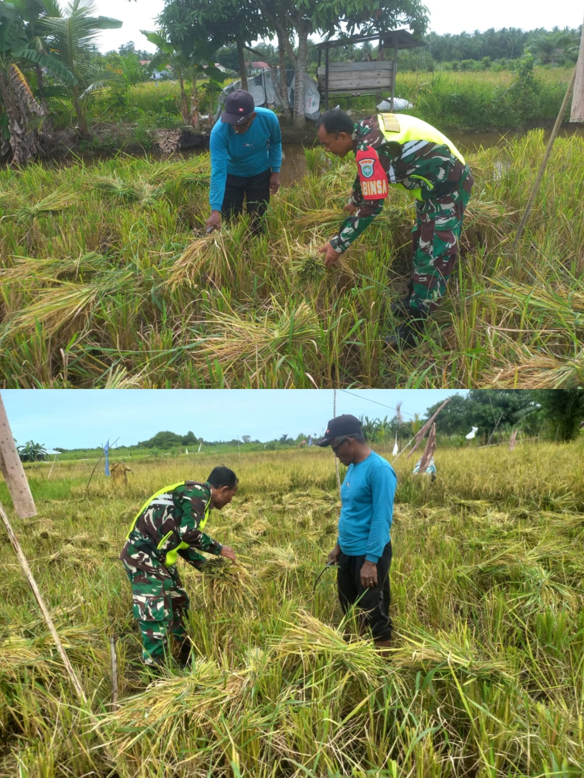 Babinsa Koramil 08/Arongan Lambalek Dampingi Warga Panen Padi di Desa Ujung Beusa