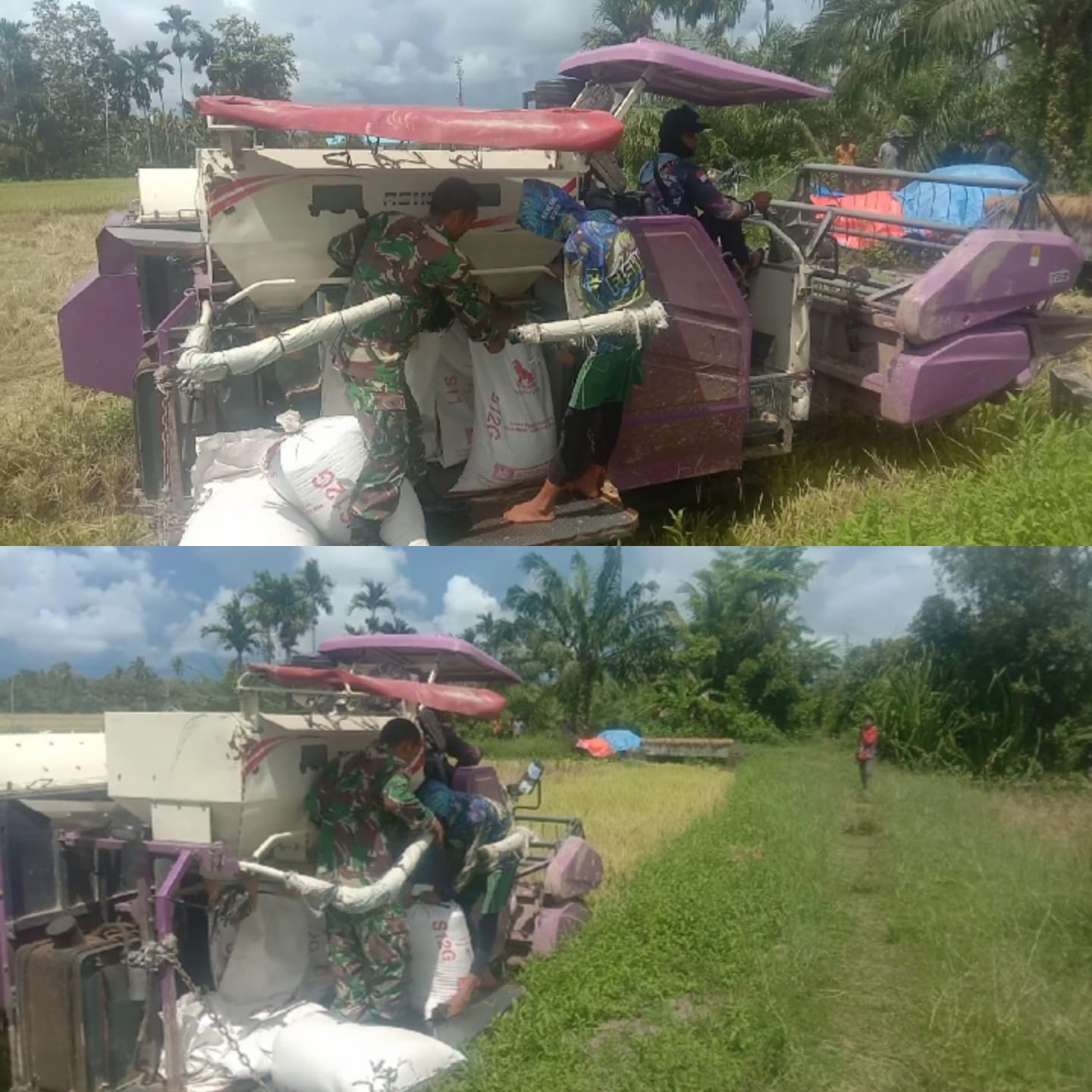 Babinsa Koramil 09/Samatiga Dampingi Warga Desa Pinem Saat Panen Padi