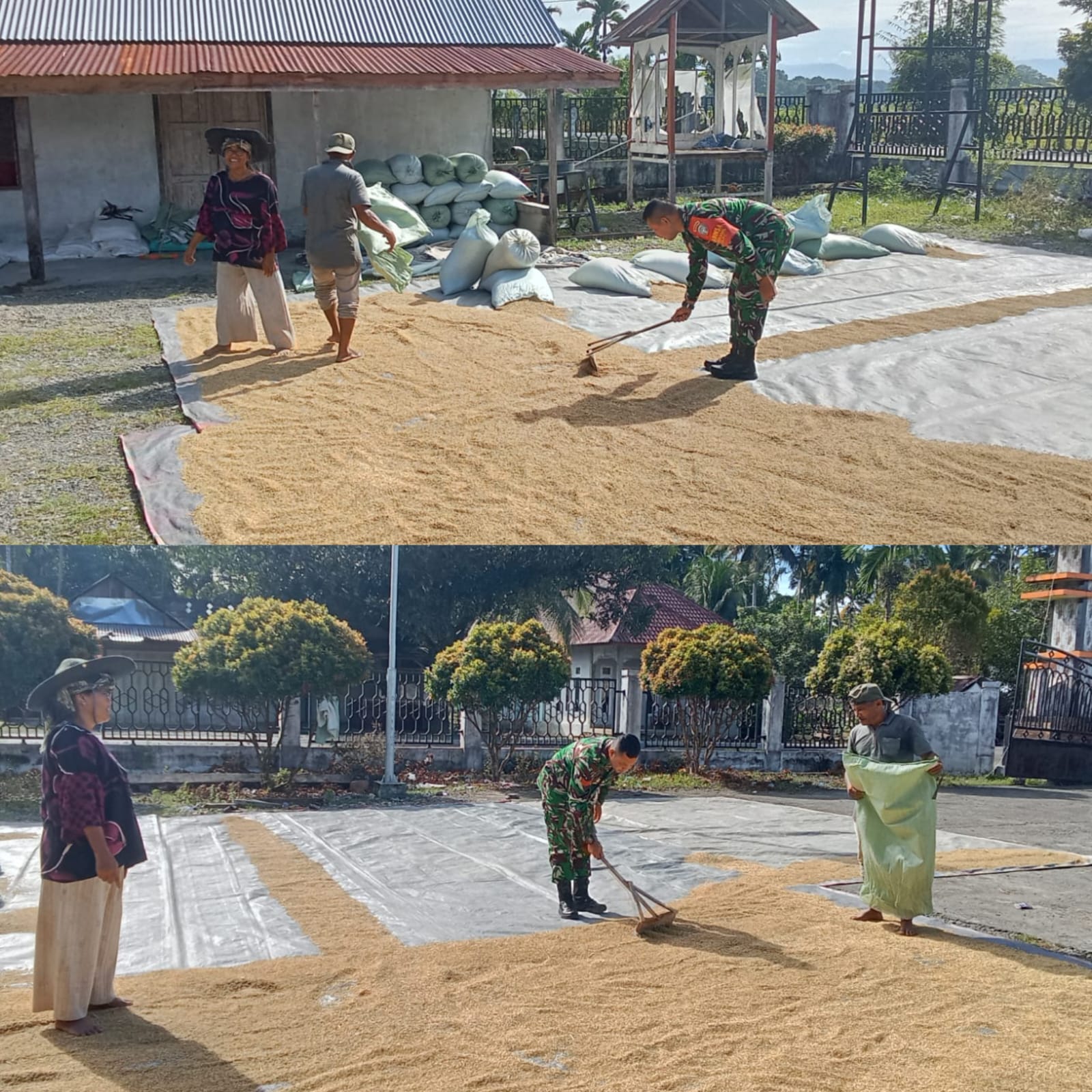 Dari Sawah hingga Penjemuran, Babinsa Posramil 05/Pante Ceureumen Hadir untuk Petani