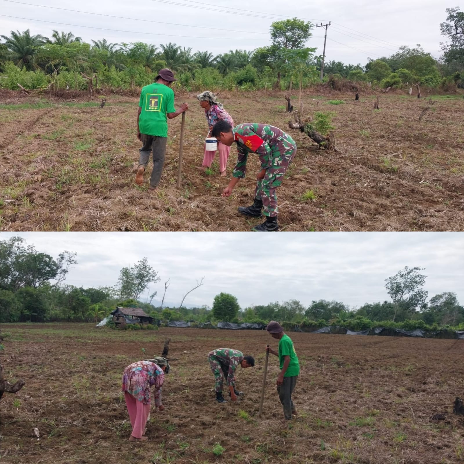 Perkuat Ketahanan Pangan, Babinsa Pante Ceureumen Aktif Dampingi Petani