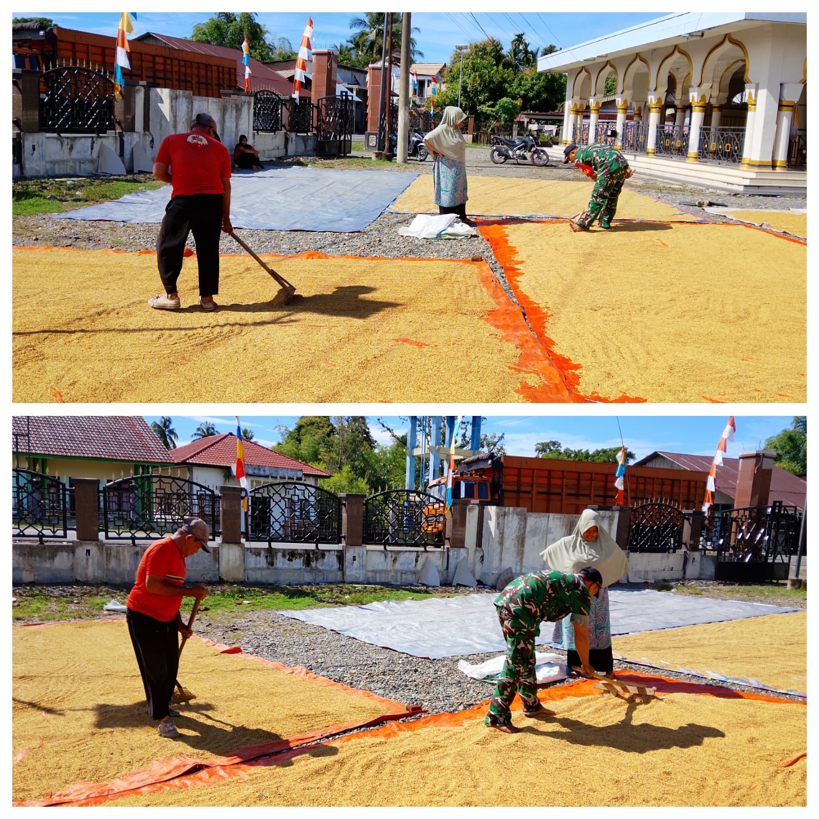 Selalu Aktif Pada Proses Kegiatan Ketahanan pangan,Babinsa Posramil 06/Bubon Bantu Petani Jemur Padi