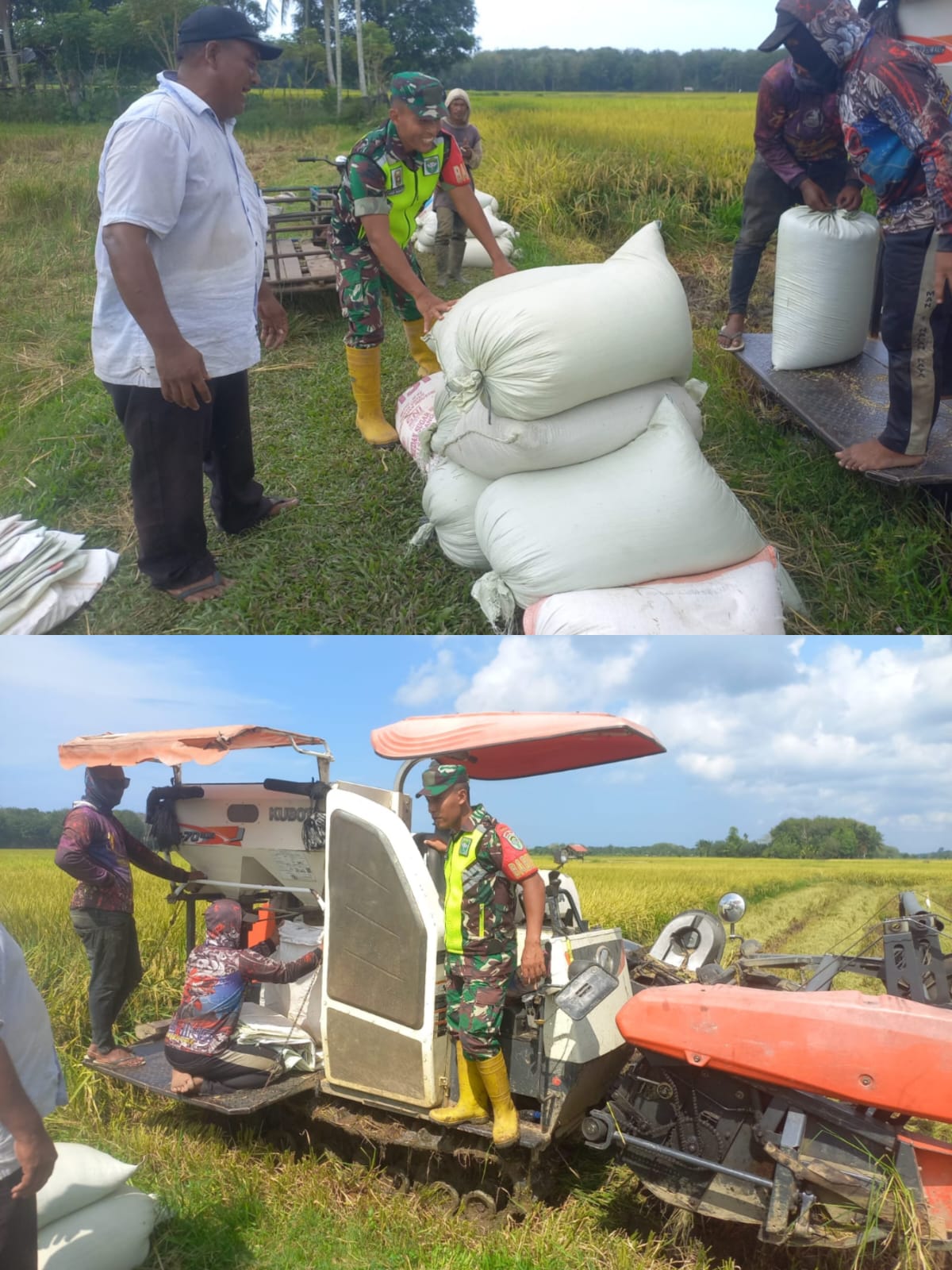 Babinsa Koramil 08/Arongan Lambalek Dampingi Warga Panen Padi, Dukung Ketahanan Pangan di Aceh Barat