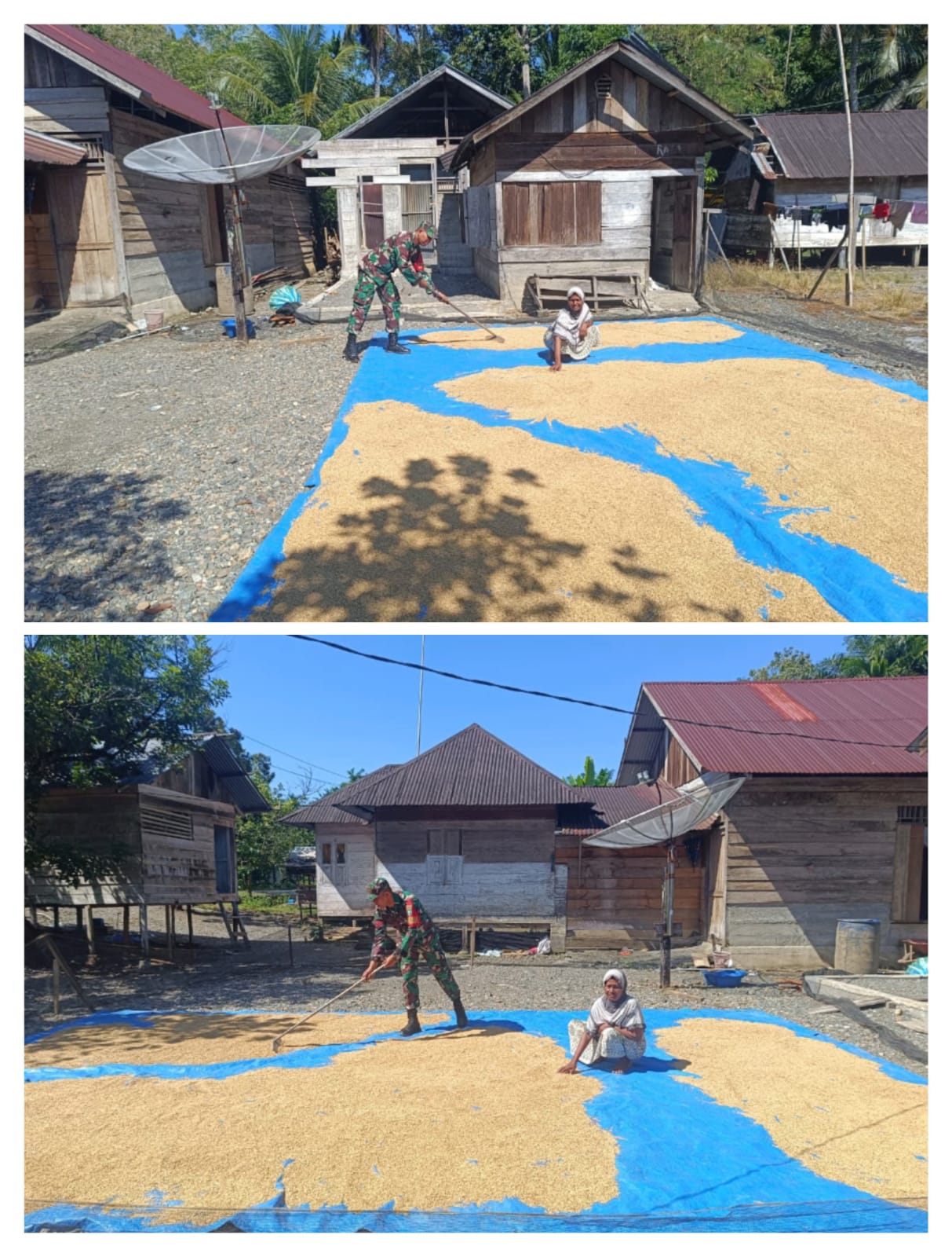 Babinsa Dampingi Warga Jemur Padi di Gampong Manggie