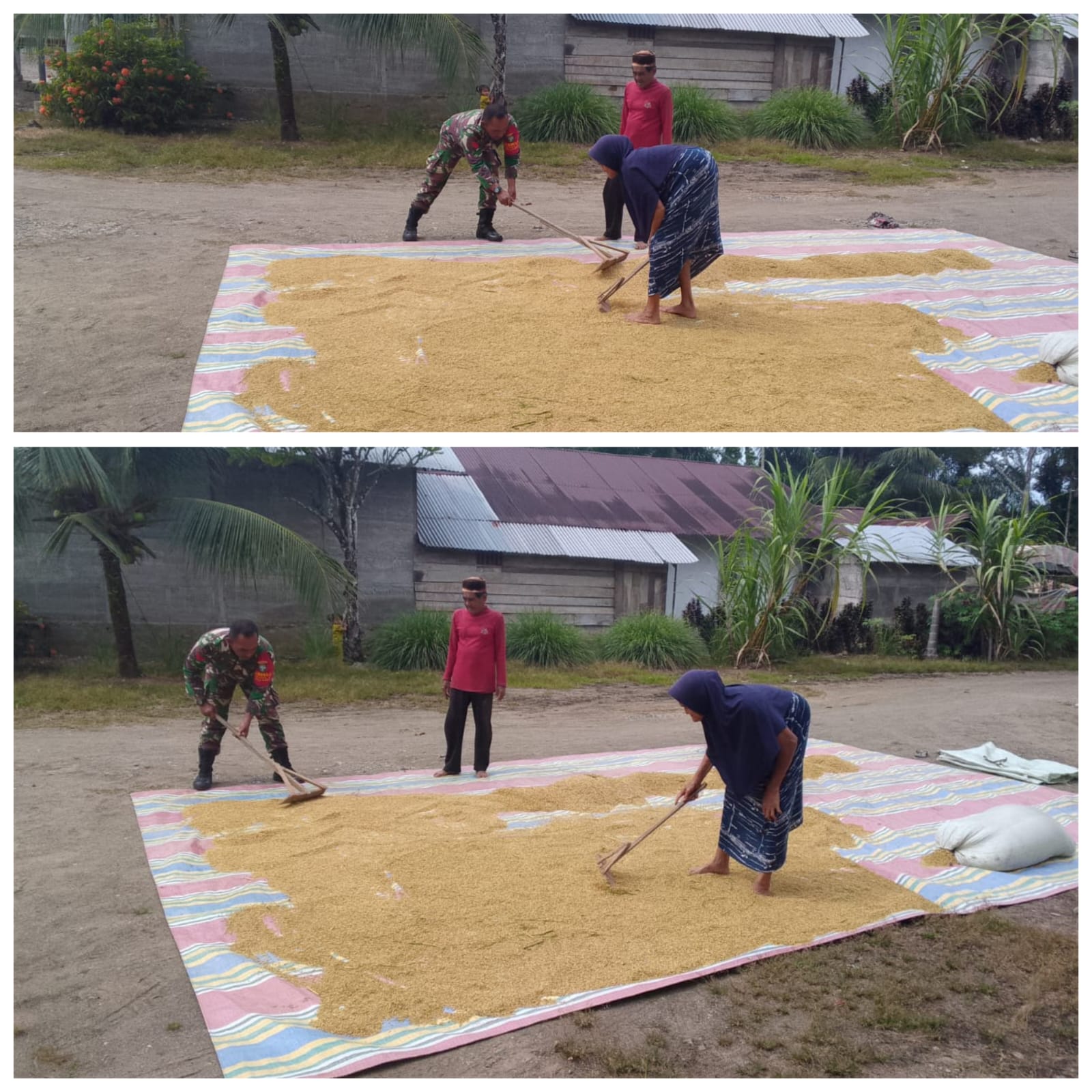 ‎Aksi Nyata Babinsa Woyla Barat, Kopka Roni Gunawan Turun Tangan Bantu Warga Jemur Padi