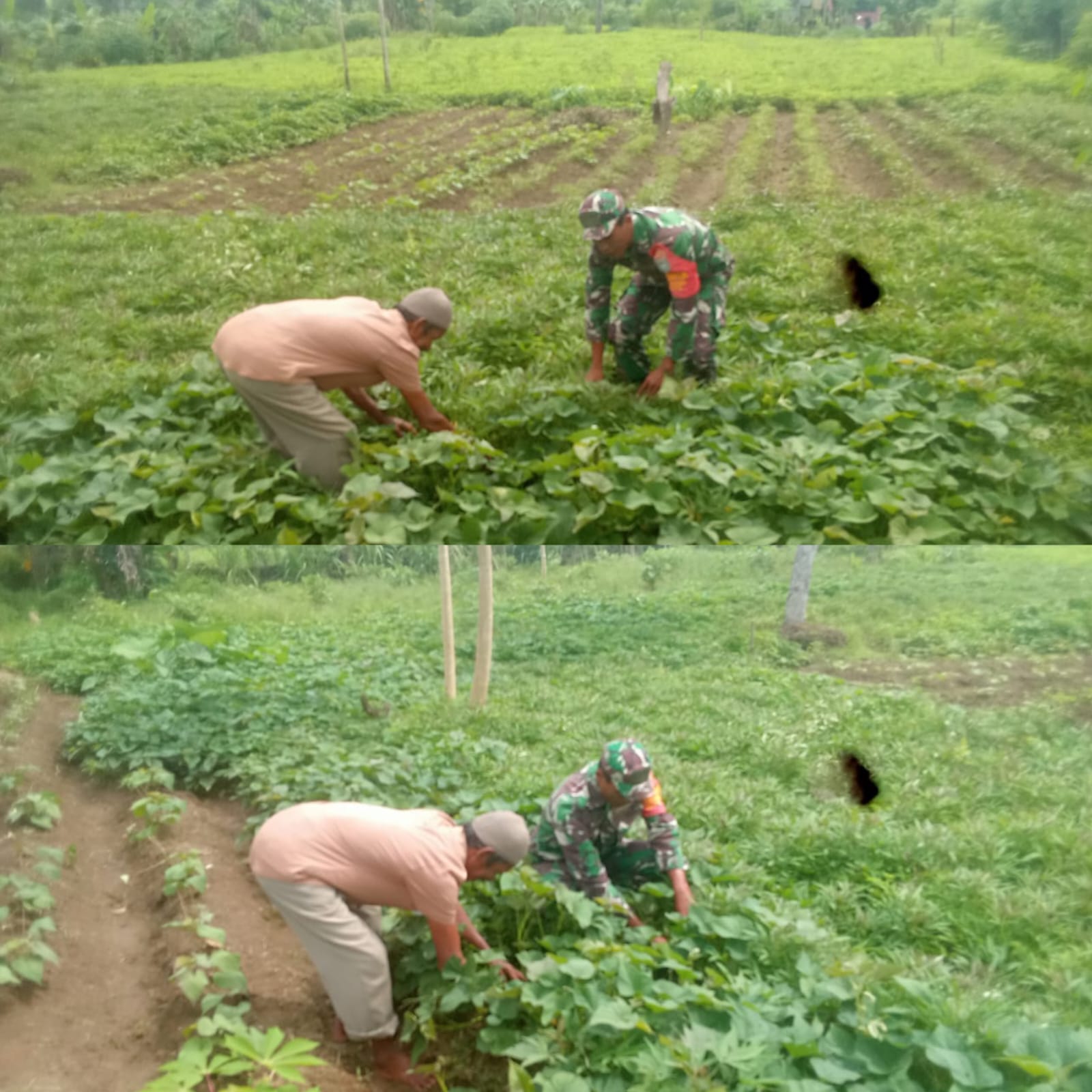 Babinsa Posramil 05/Pante Ceureumen Turun Tangan Bantu Petani Bersihkan Gulma Ubi Jalar