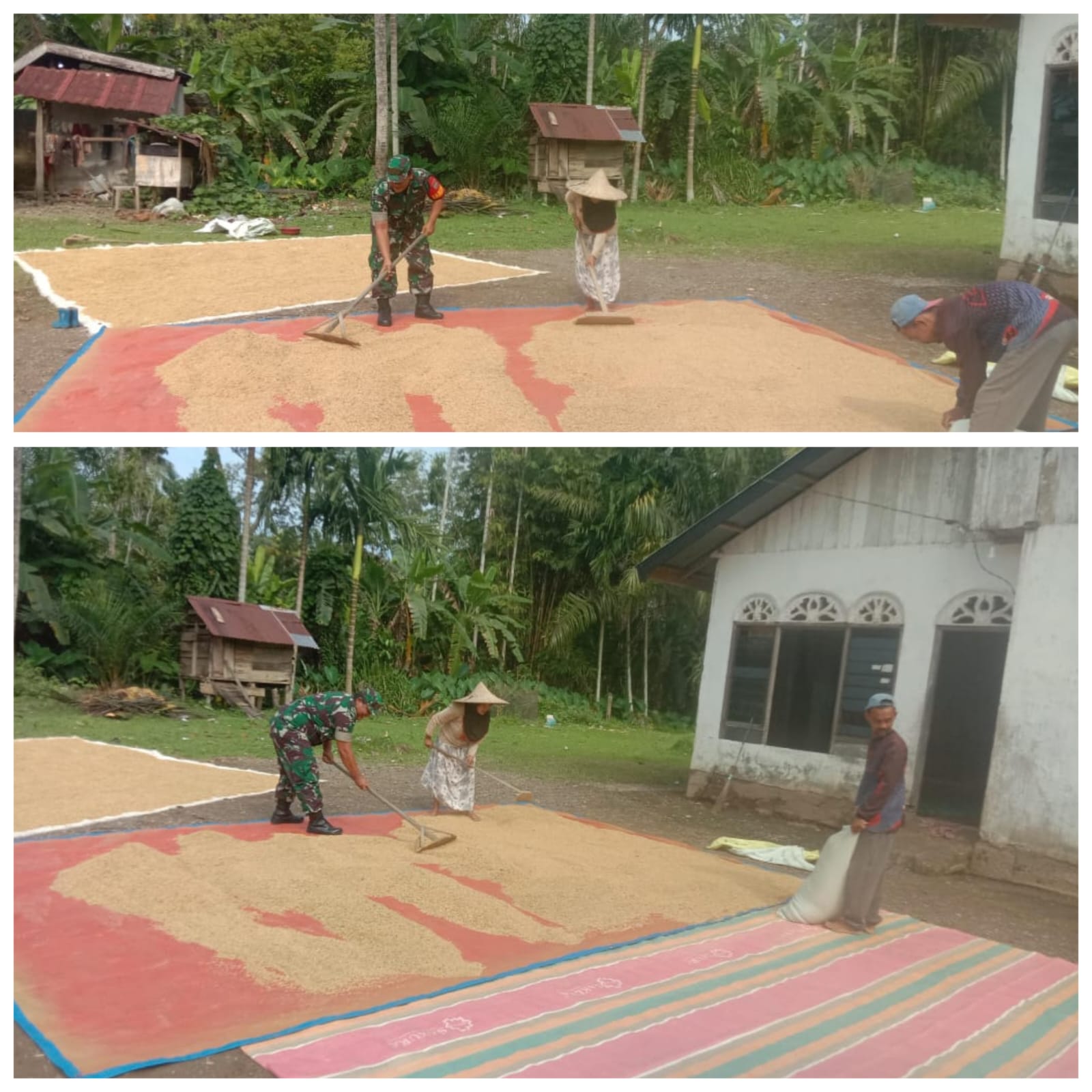 ‎Di Bawah Terik Matahari, Babinsa Woyla Barat Tunjukkan Kepedulian Nyata Bantu Warga Jemur Hasil Panen  ‎