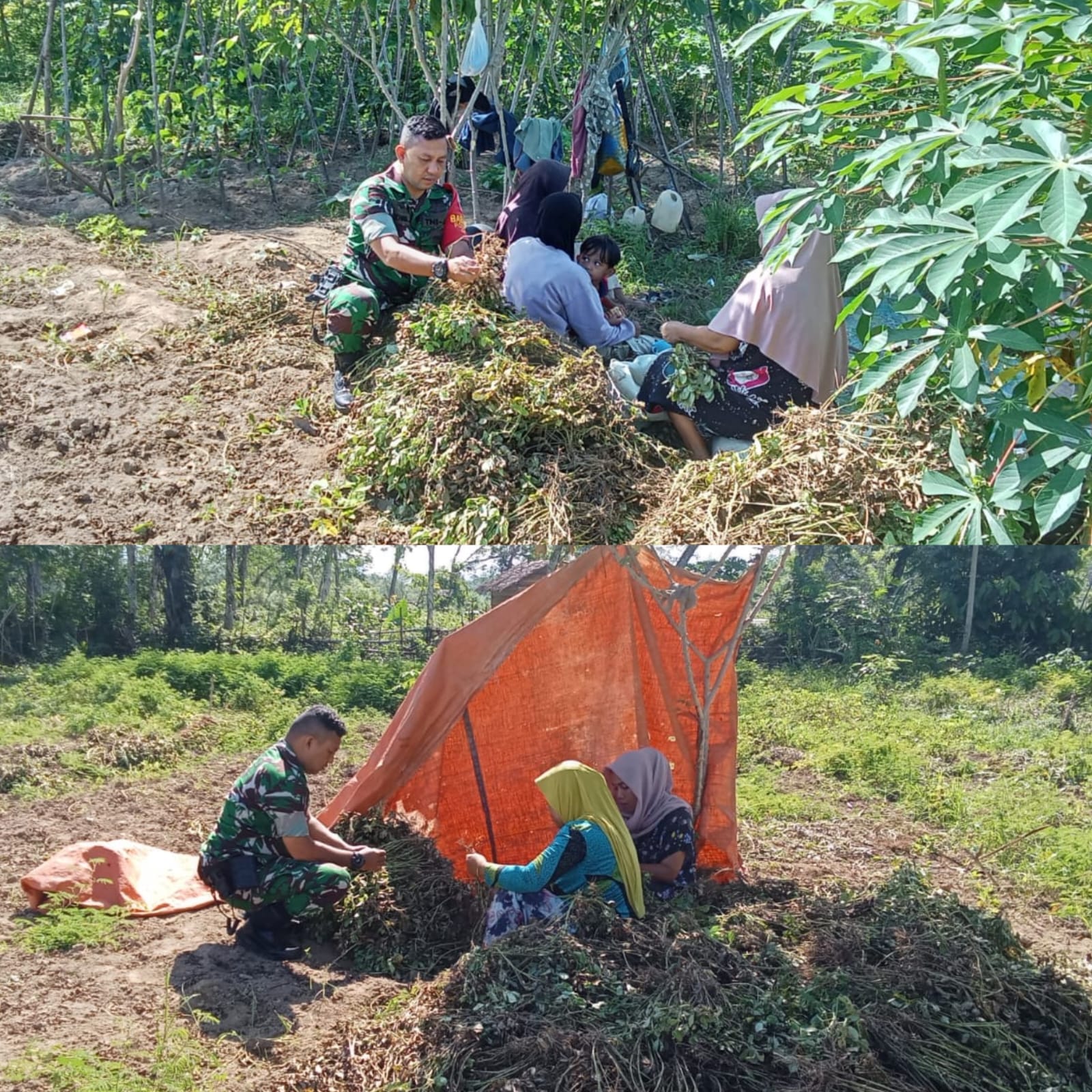 Perkuat Ketahanan Pangan, Babinsa Posramil 05/Pante Ceureumen ikut panen kacang tanah