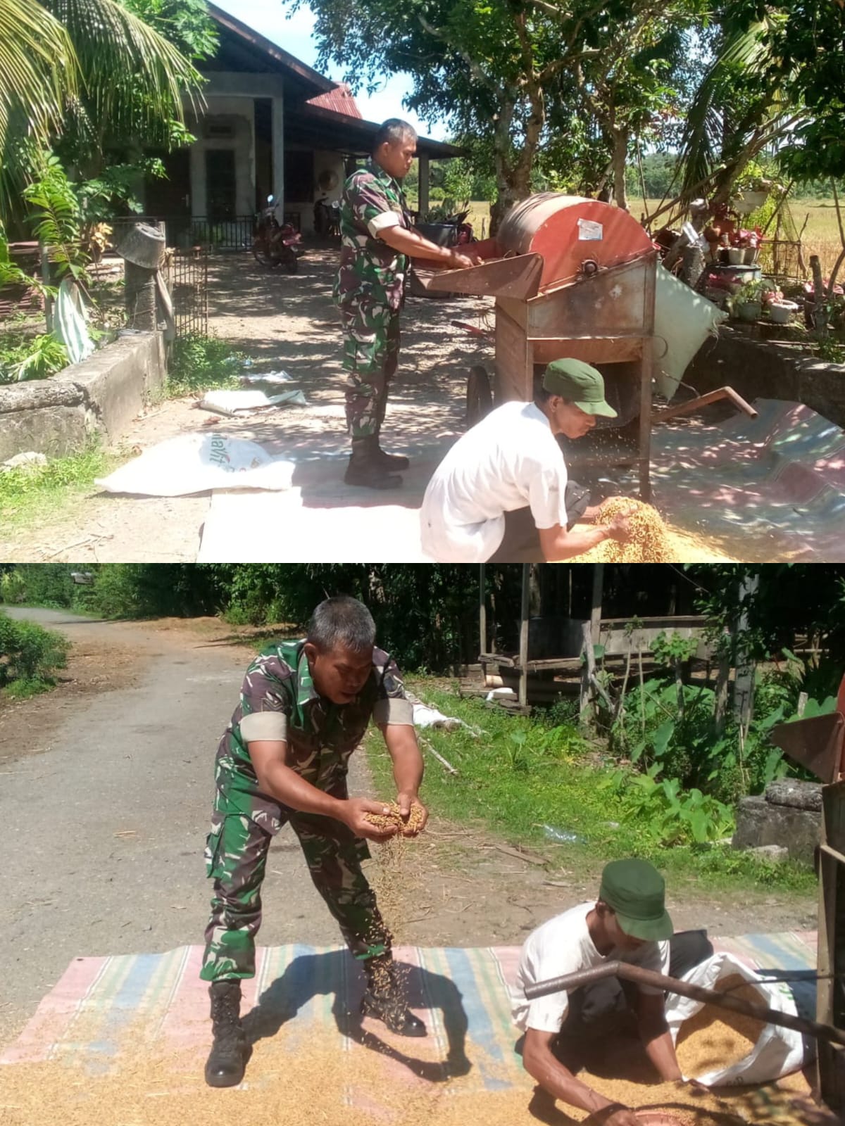 Babinsa Koramil Kaway XVI Bantu Warga Rontokkan Padi Pasca Panen di Desa Marek