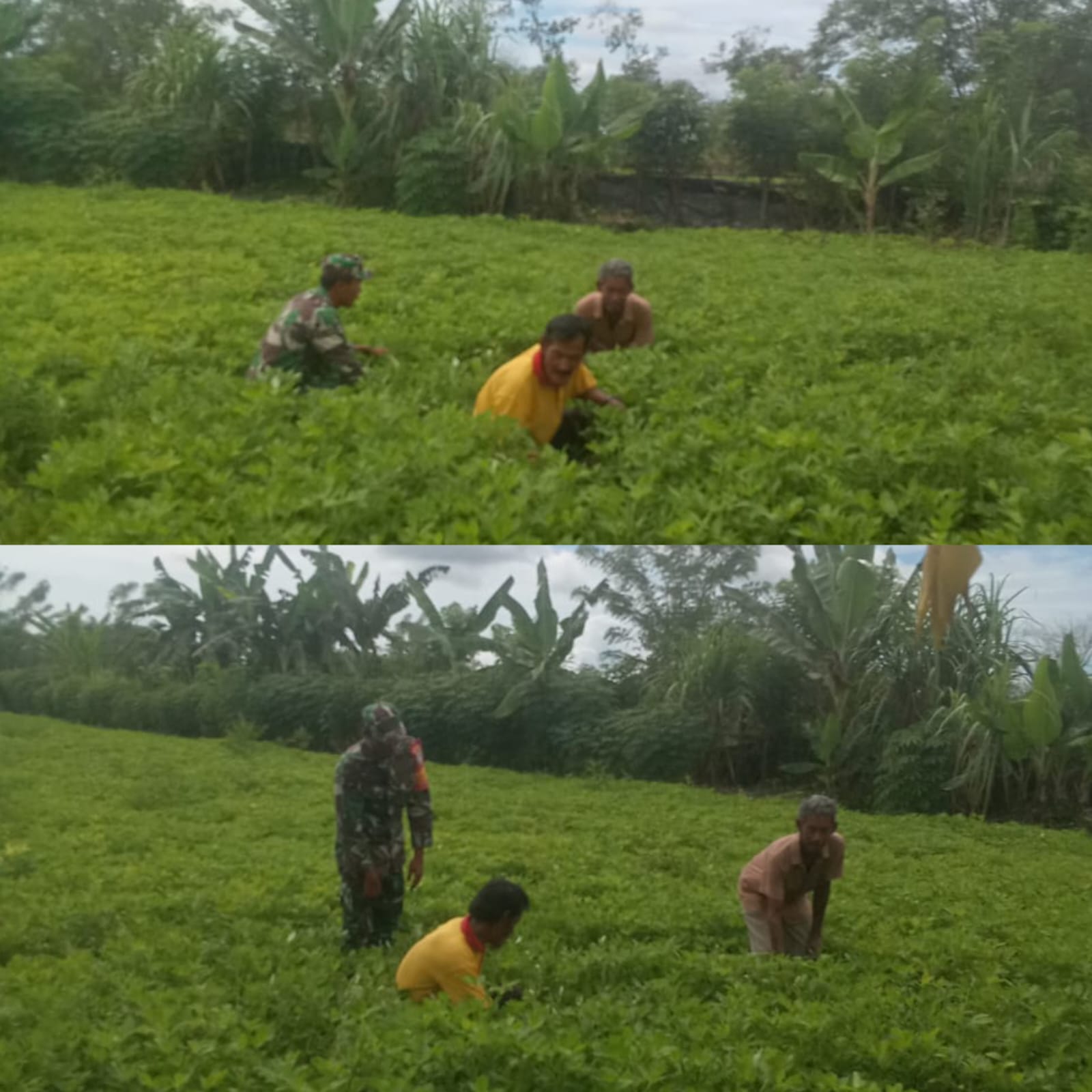 Babinsa Posramil 05/Pante Ceureumen Hadir di Tengah Petani, Percepat Pembersihan Gulma Kacang Tanah