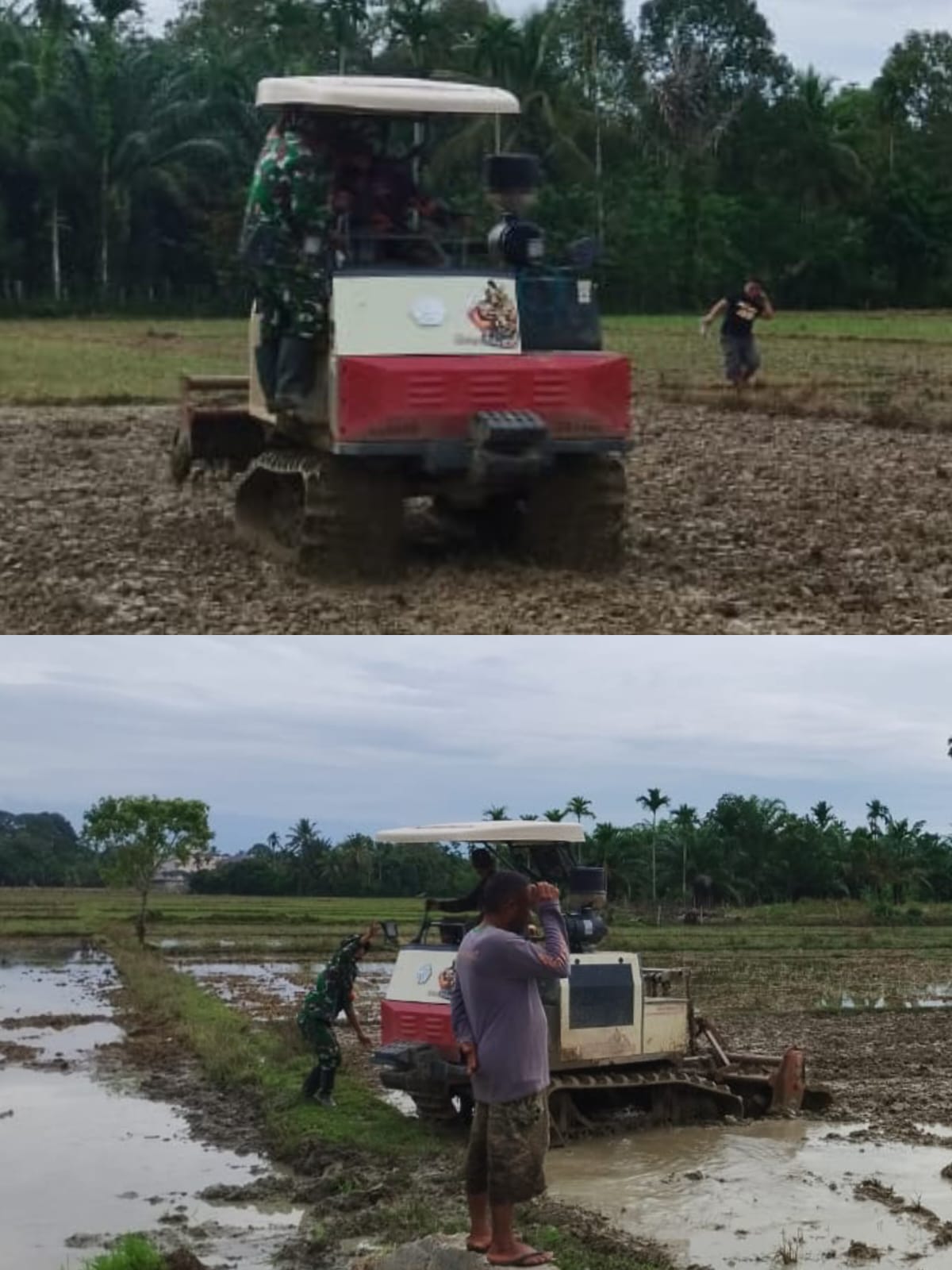Dukung Ketahanan Pangan, Babinsa Koramil 03 Kaway XVI Bantu Petani Kejar Musim Tanam