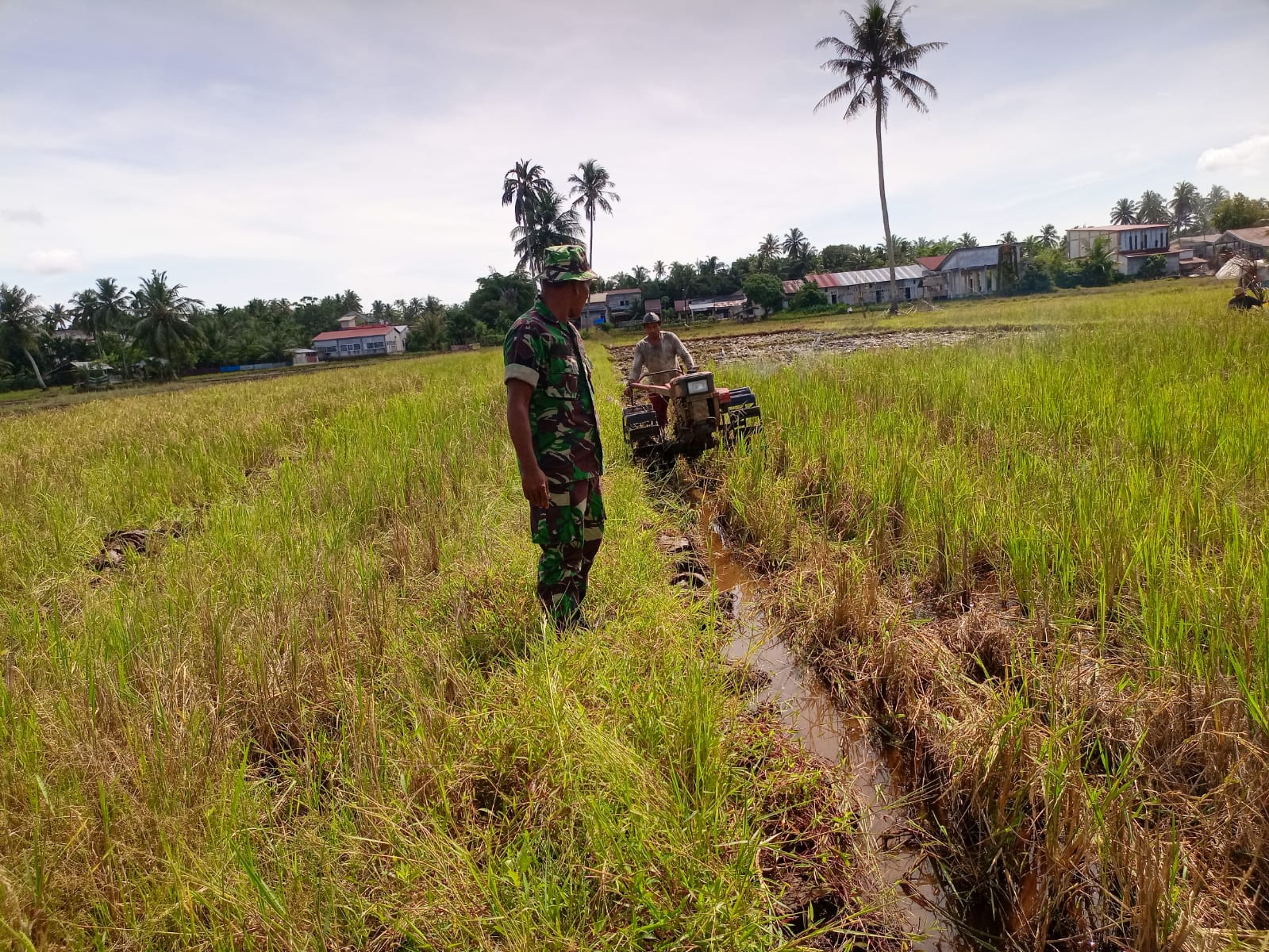 Babinsa Koramil 09/Samatiga Serma M. Nasir Dampingi Poktani Jasa Tani Desa Cot Darat dalam Kegiatan Olah Tanah