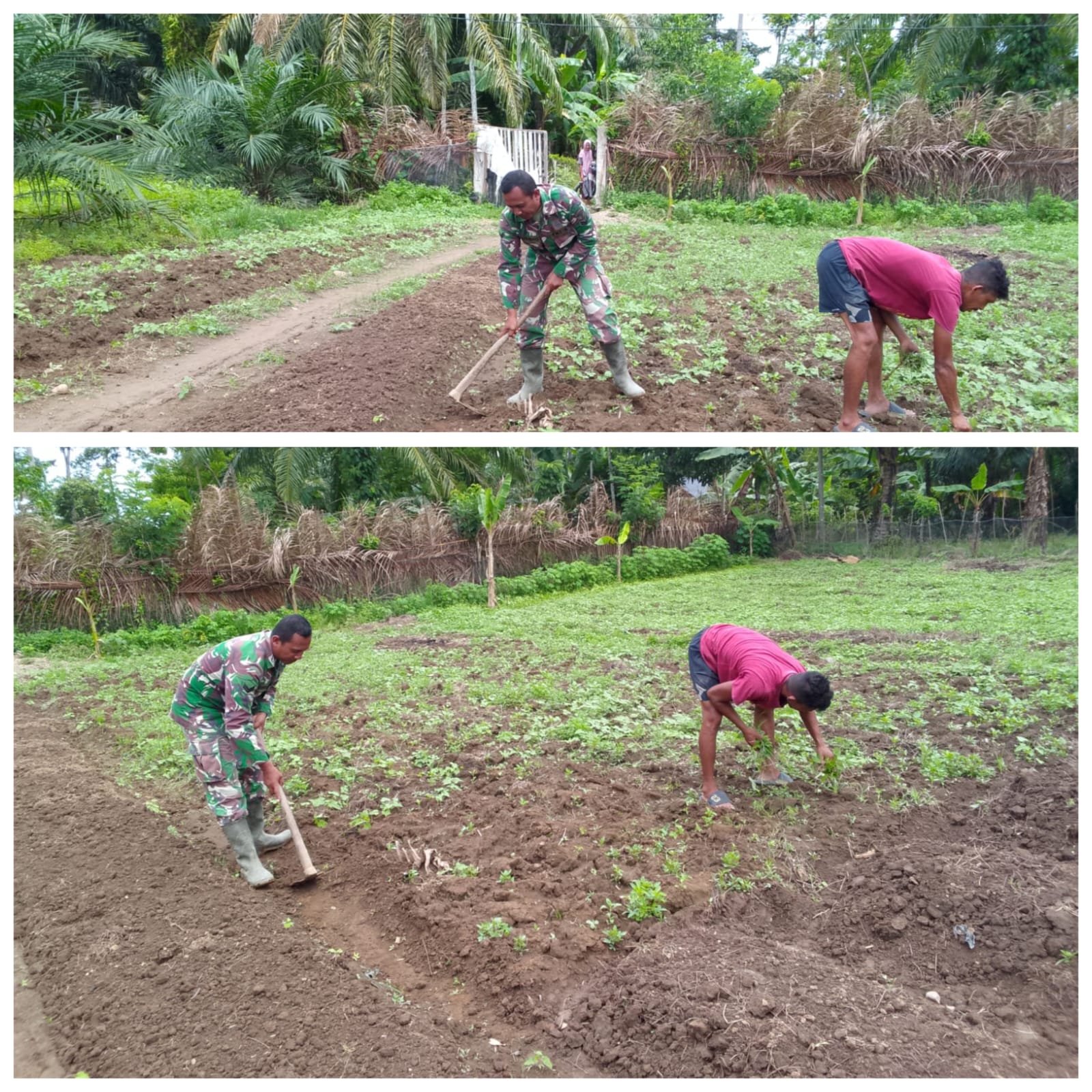 ‎Babinsa Woyla Barat Sulap Lahan Tidur Jadi Produktif, Kini Bantu Warga Rawat Kebun Kacang Tanah