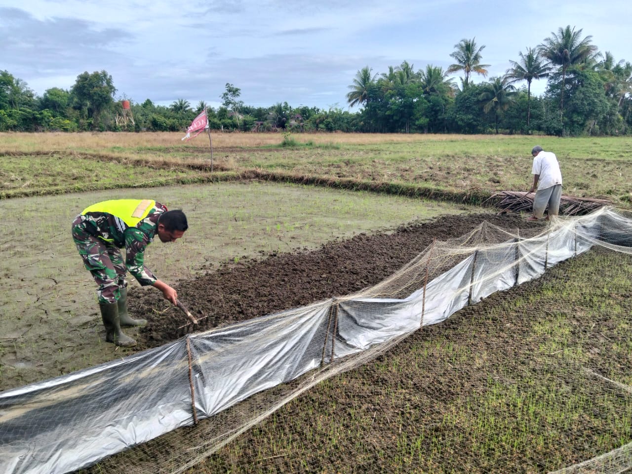 Babinsa Koramil 09/Samatiga Serda Haswin Pranoto Bantu Warga Desa Suak Timah Menyiapkan Lahan Pembibitan Benih Padi