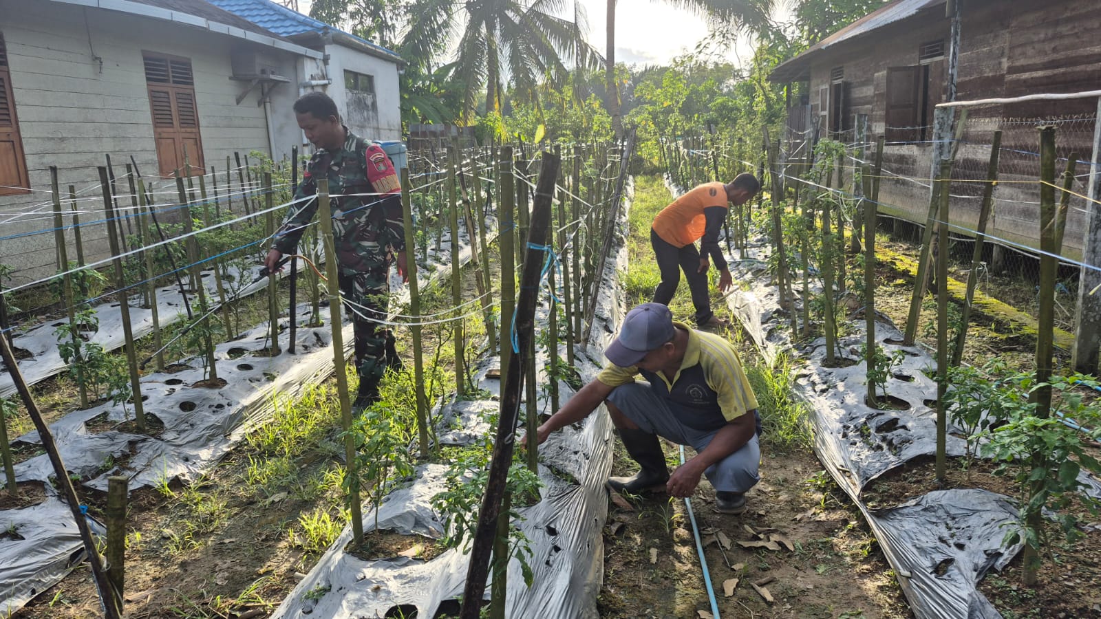 Dukung Ketahanan Pangan, Babinsa Aktif Dampingi Petani di Desa Binaan