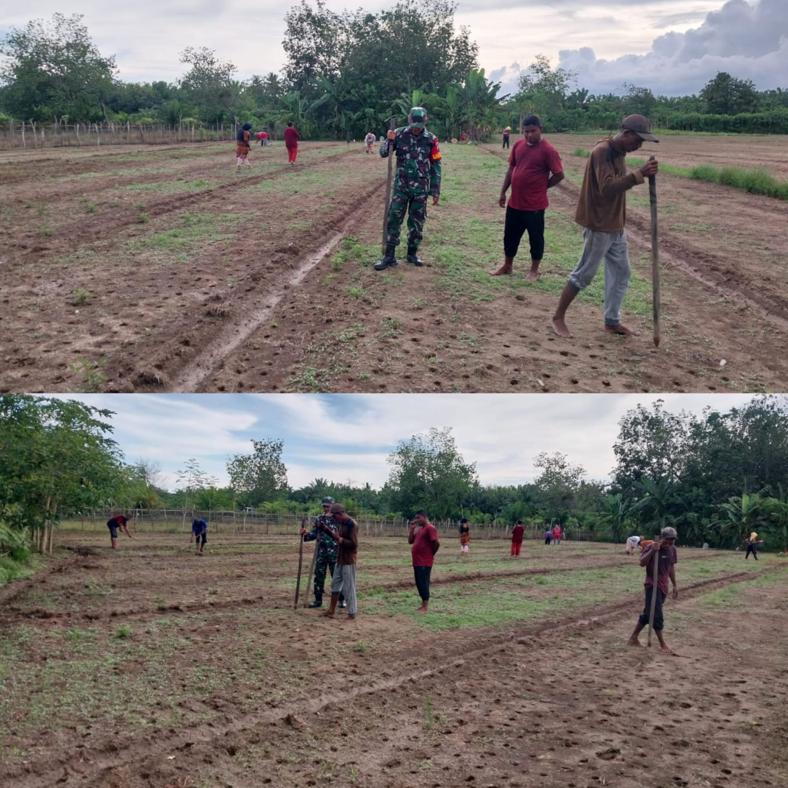 Babinsa Posramil 05/Pante Ceureumen Hadir di Tengah Petani, Bantu Penanaman Kacang Tanah di Lahan Kebun