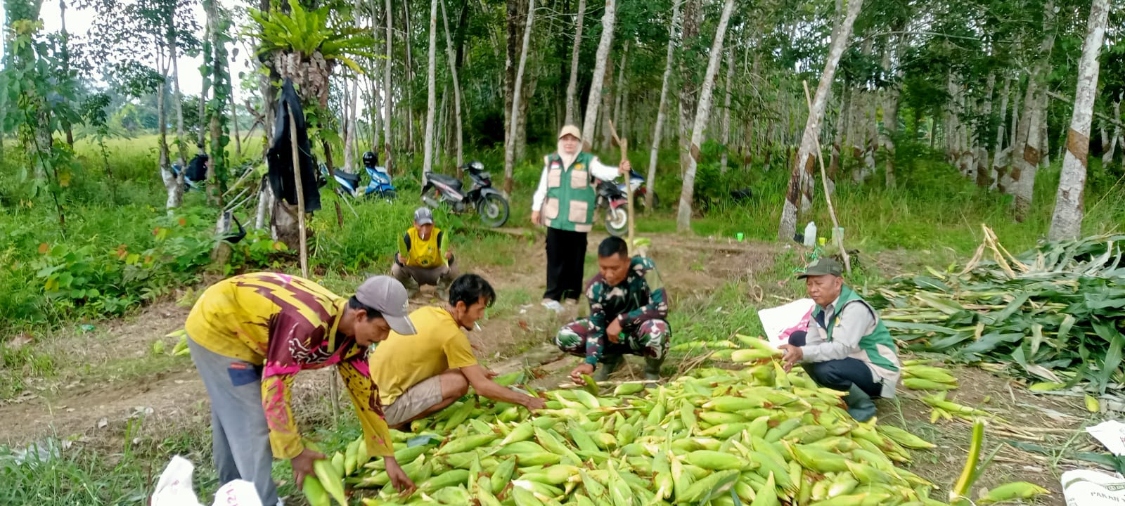 Kopka Samsuhadi Bantu Petani Panen Jagung di Desa Ayuang