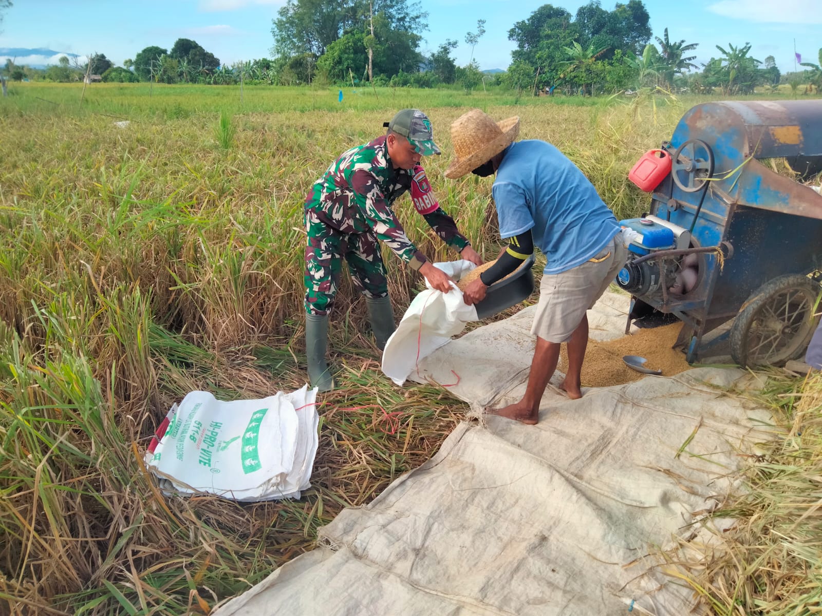 Babinsa Koramil 1002-02/BAU Hadir Bantu Petani di Musim Panen