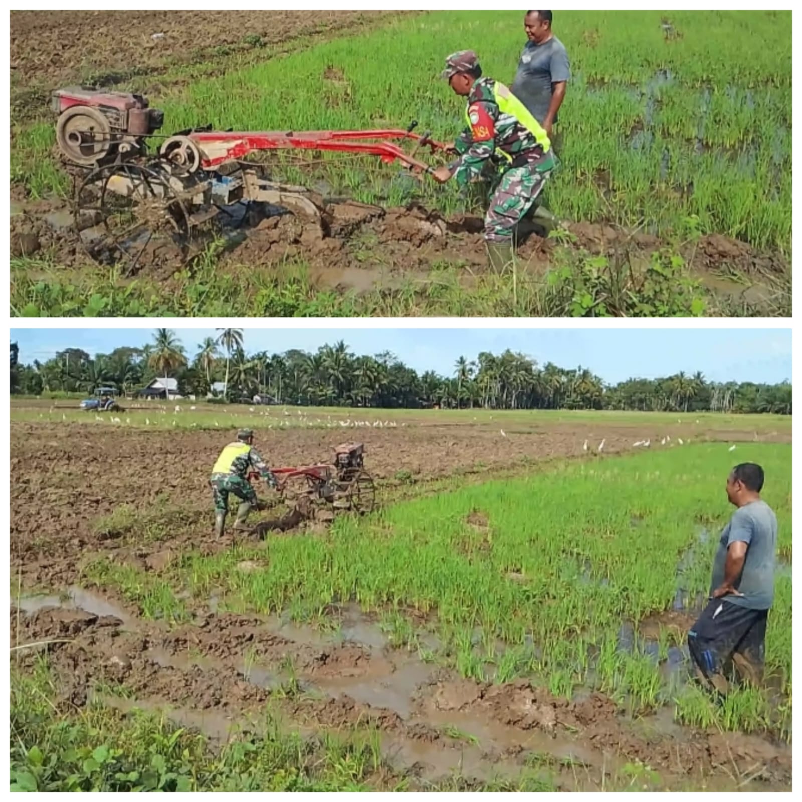 ‎Babinsa Woyla Barat Terjun Langsung ke Sawah, Aksi Serda Hendri Kendalikan Hand Traktor Tuai Apresiasi Warga