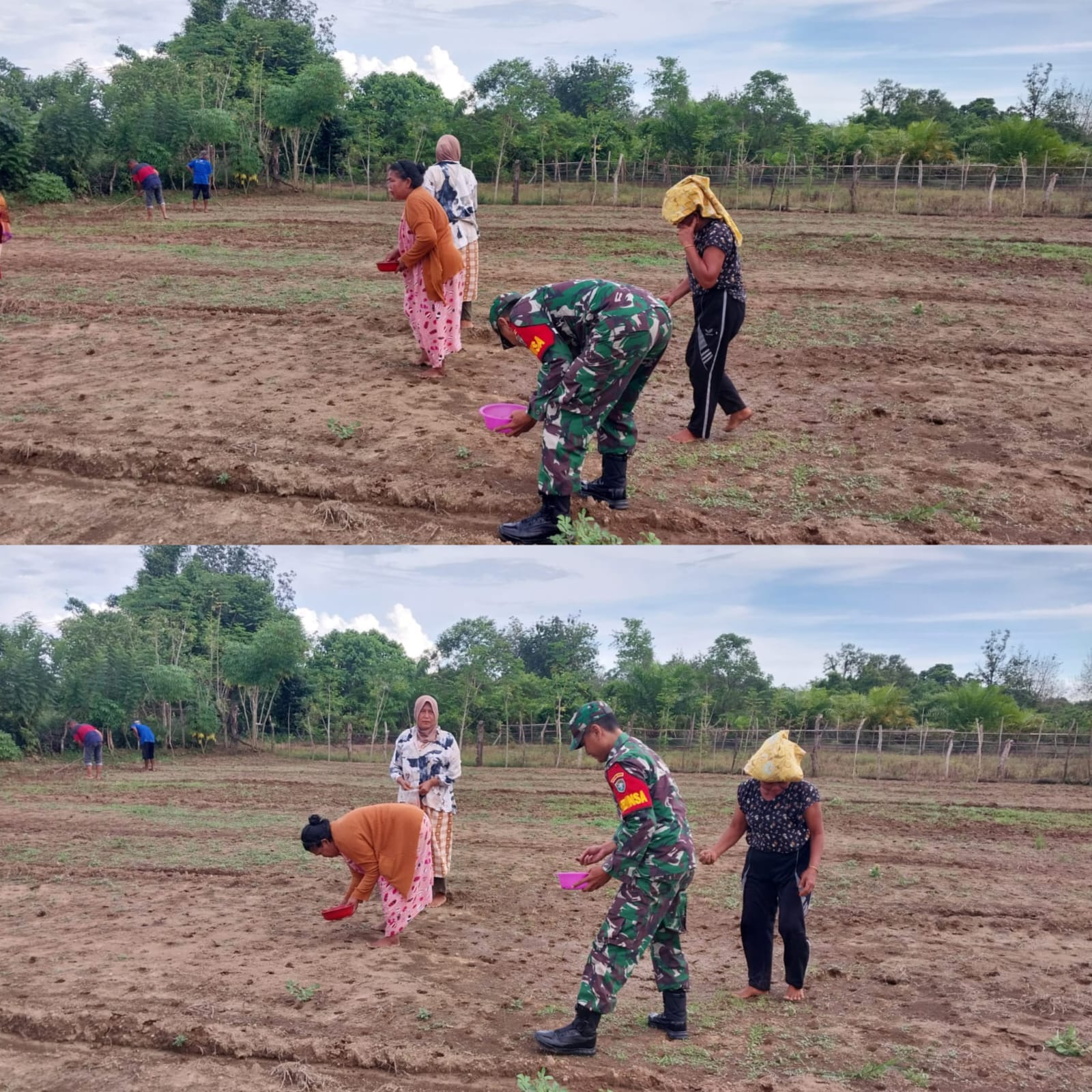 Semangat Ketahanan Pangan, Babinsa Posramil 05/Pante Ceureumen dan Petani Kompak Tanam Kacang Tanah