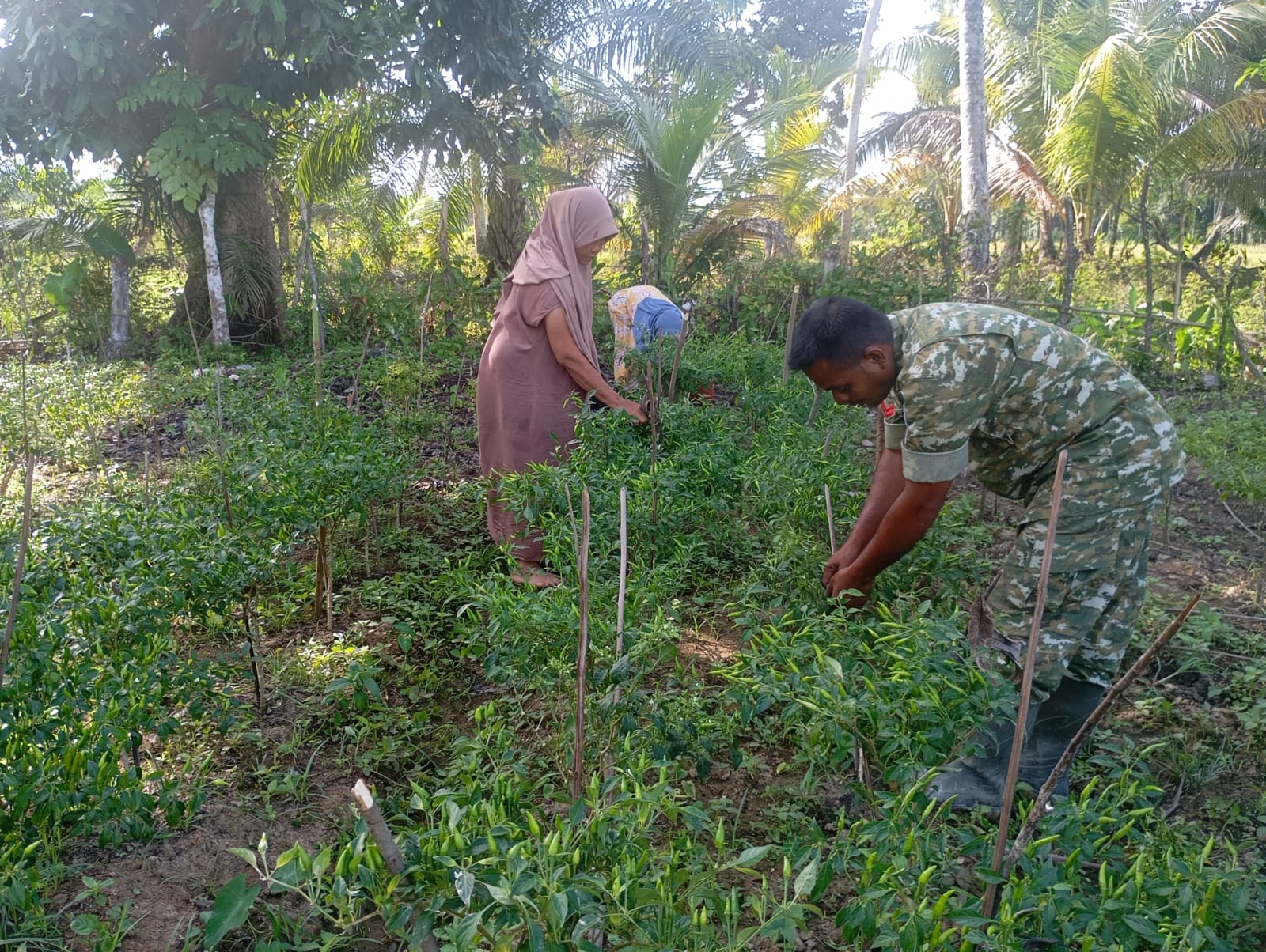 Dekat dengan Warga Binaan, Babinsa Koramil 09/Samatiga Kopka Usuluddin Bantu Ibu Zariah Panen Cabai di Gampong Teugoh