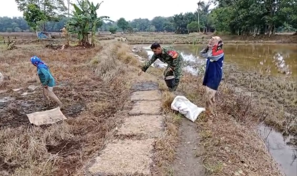 Babinsa Koramil 1002-06/Barabai Aktif Dampingi Petani di Sawah