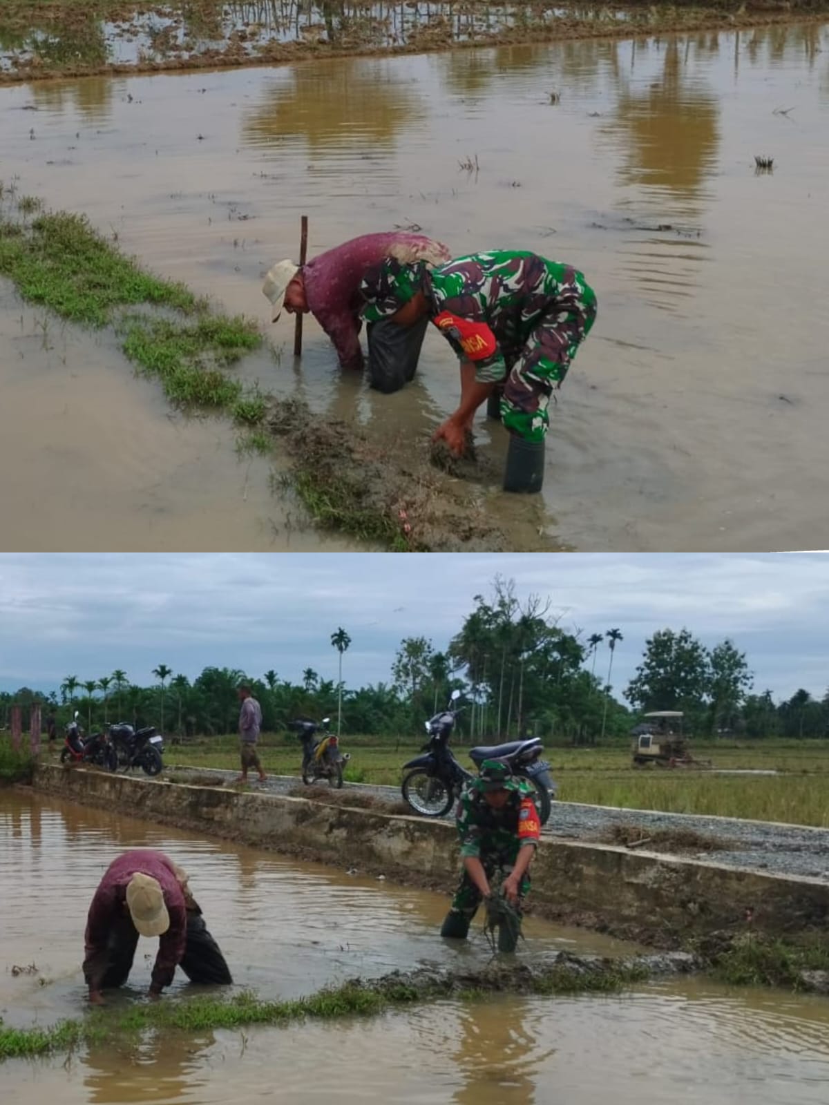 Dukung Ketahanan Pangan, Babinsa Koramil 03 Kaway XVI Terjun Ke sawah Bantu Warga