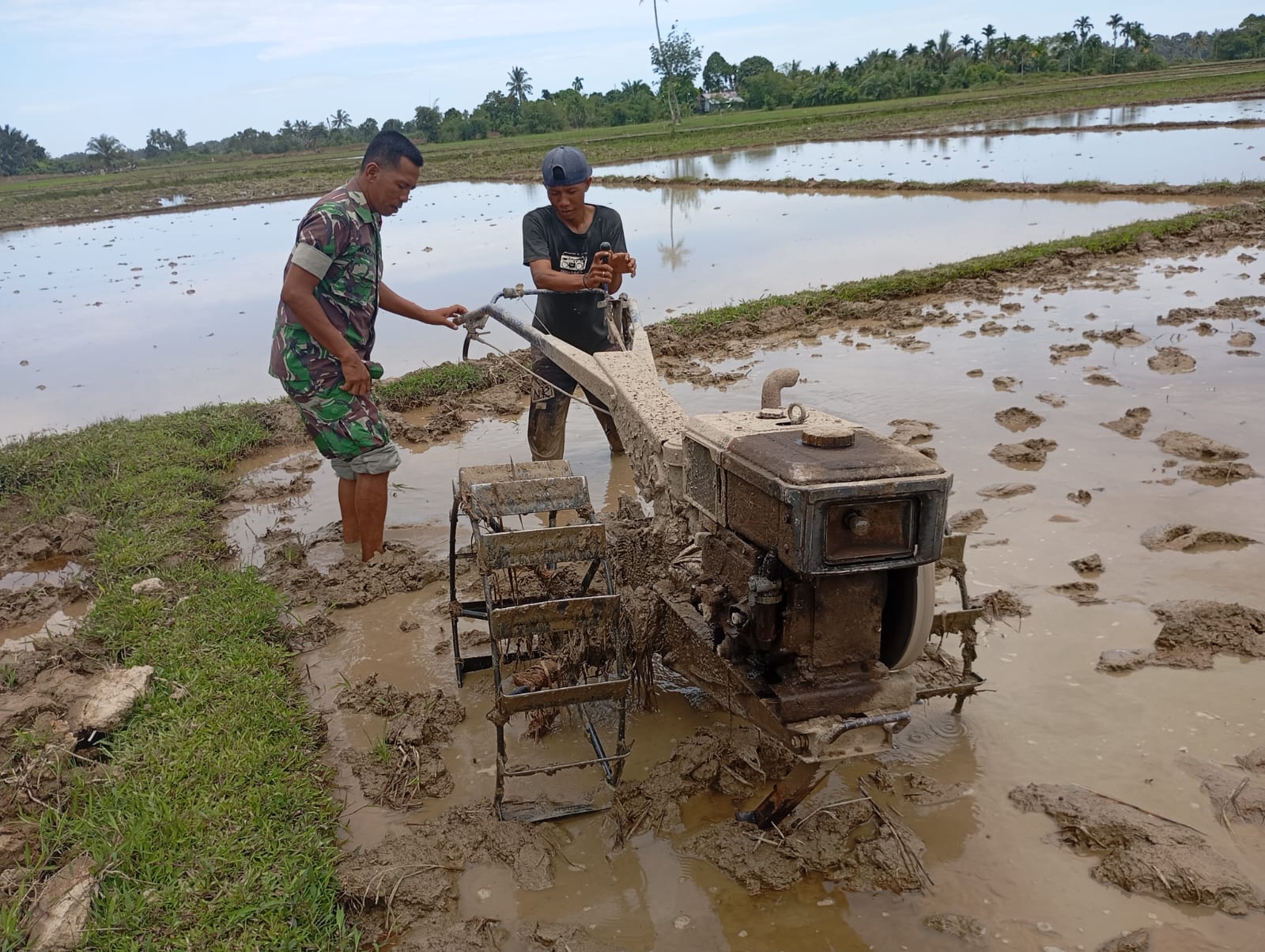 Hari Libur Tak Halangi Pengabdian, Babinsa Koramil 09/Samatiga Bantu Petani Bajak Sawah