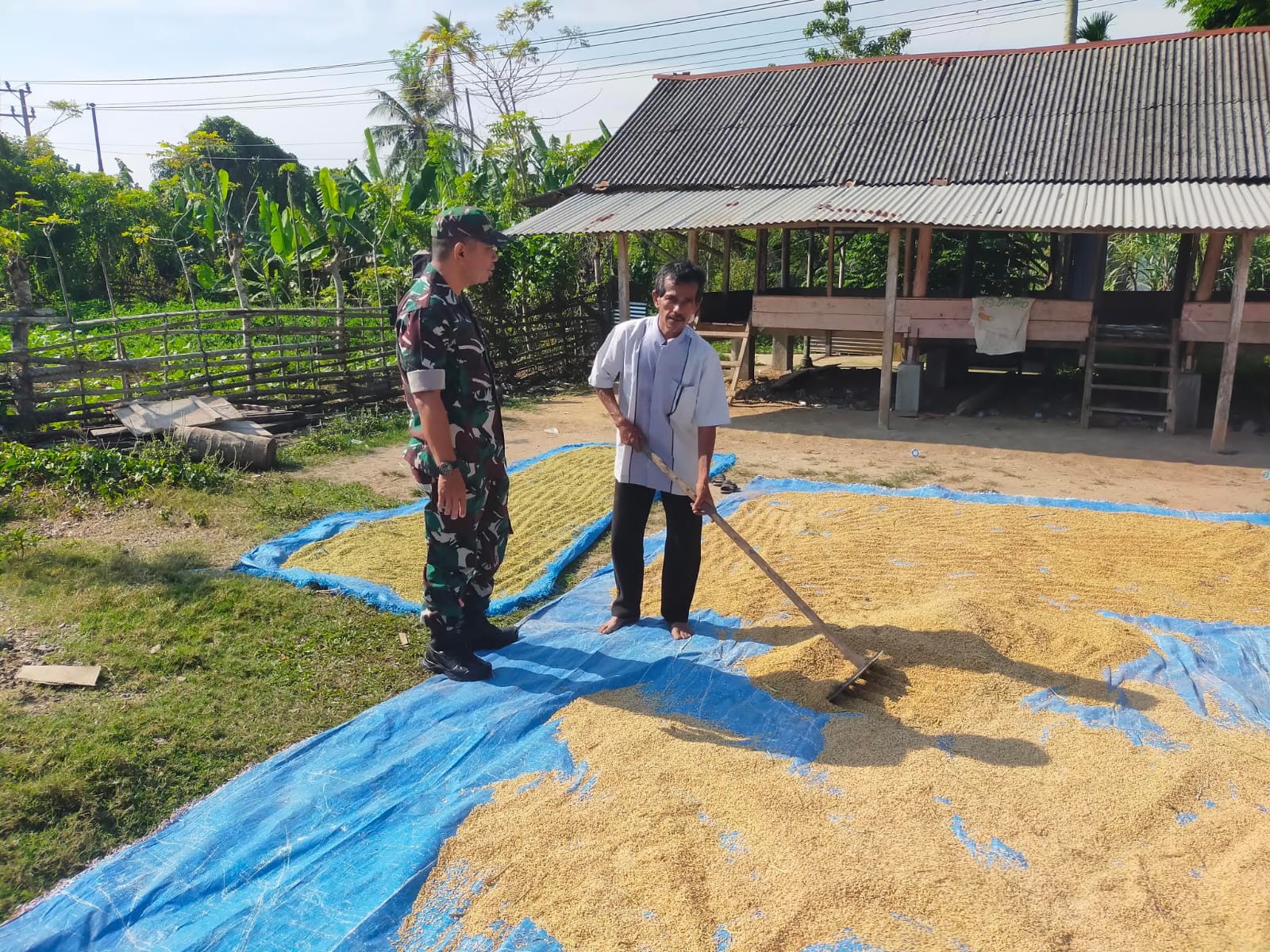 Jaga Kualitas Hasil Panen, Serka Wahyudi Dampingi Petani Jemur Padi