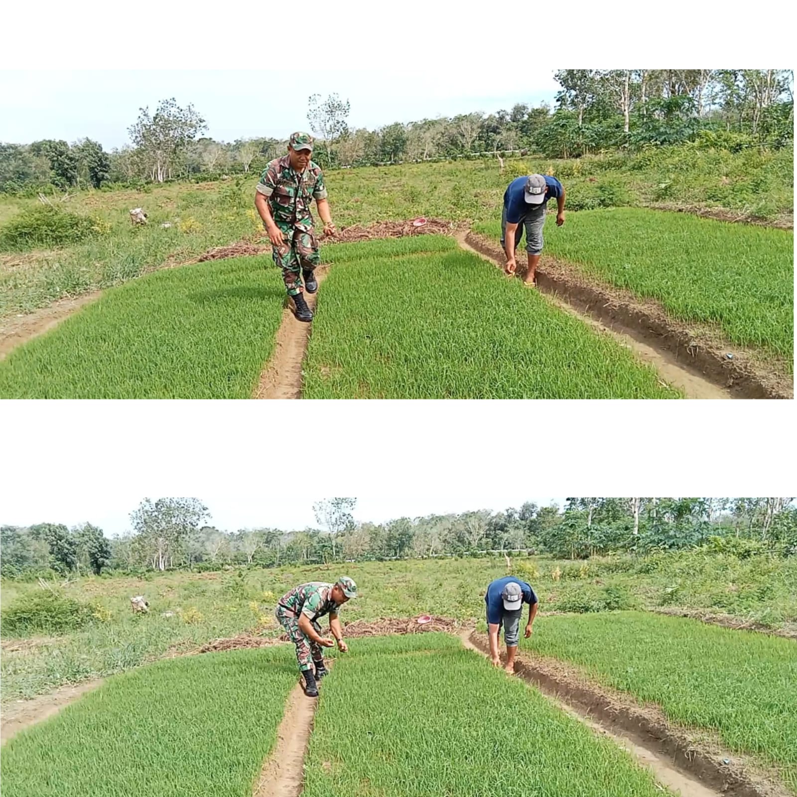 Babinsa Posramil 05/Pante Ceureumen Dampingi Petani Cek Bibit Padi di Meunuang Kinco