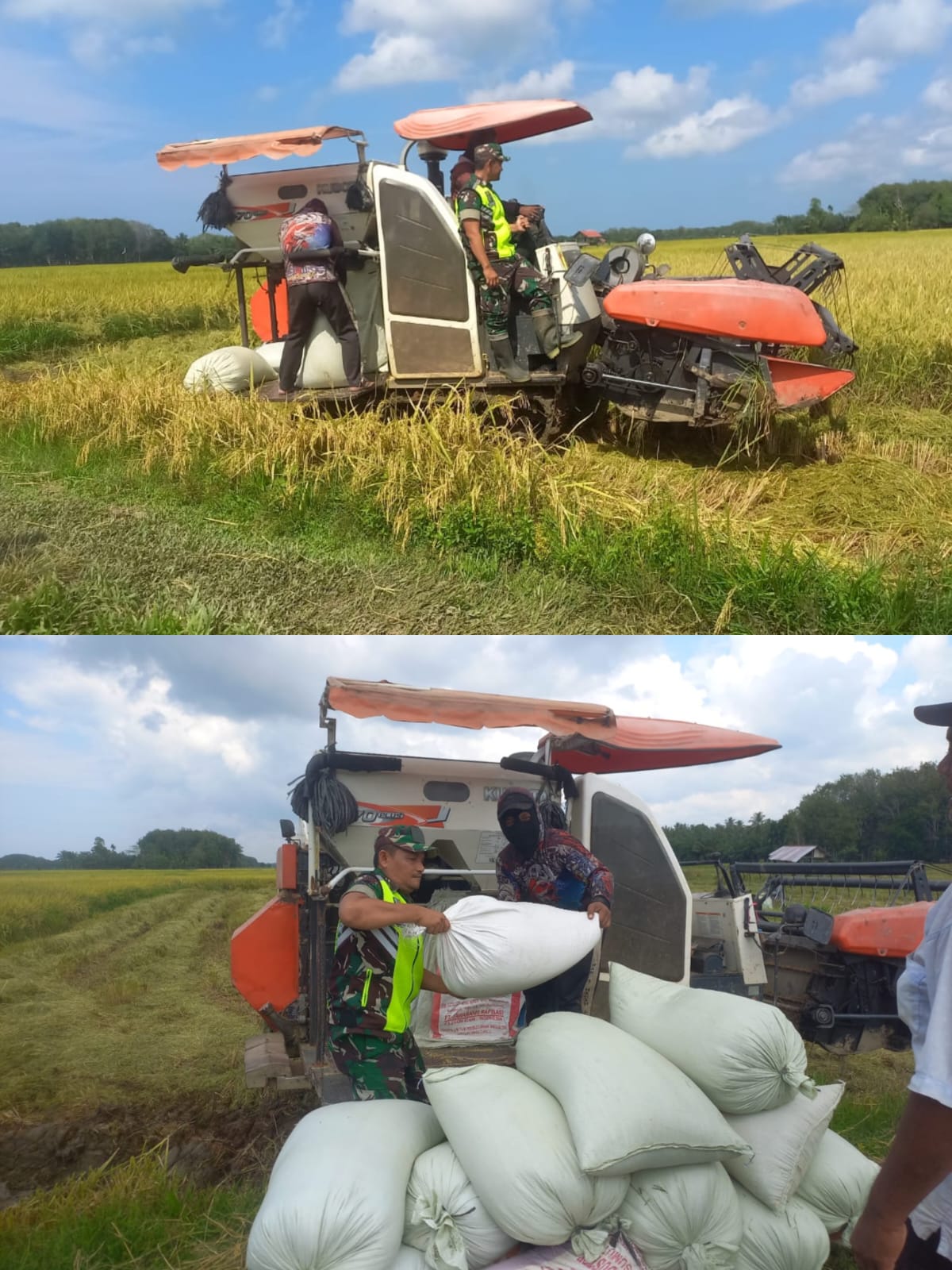 Babinsa Koramil 08/Arongan Lambalek Bantu Warga Angkut Hasil Panen Padi di Desa Cot Buloh