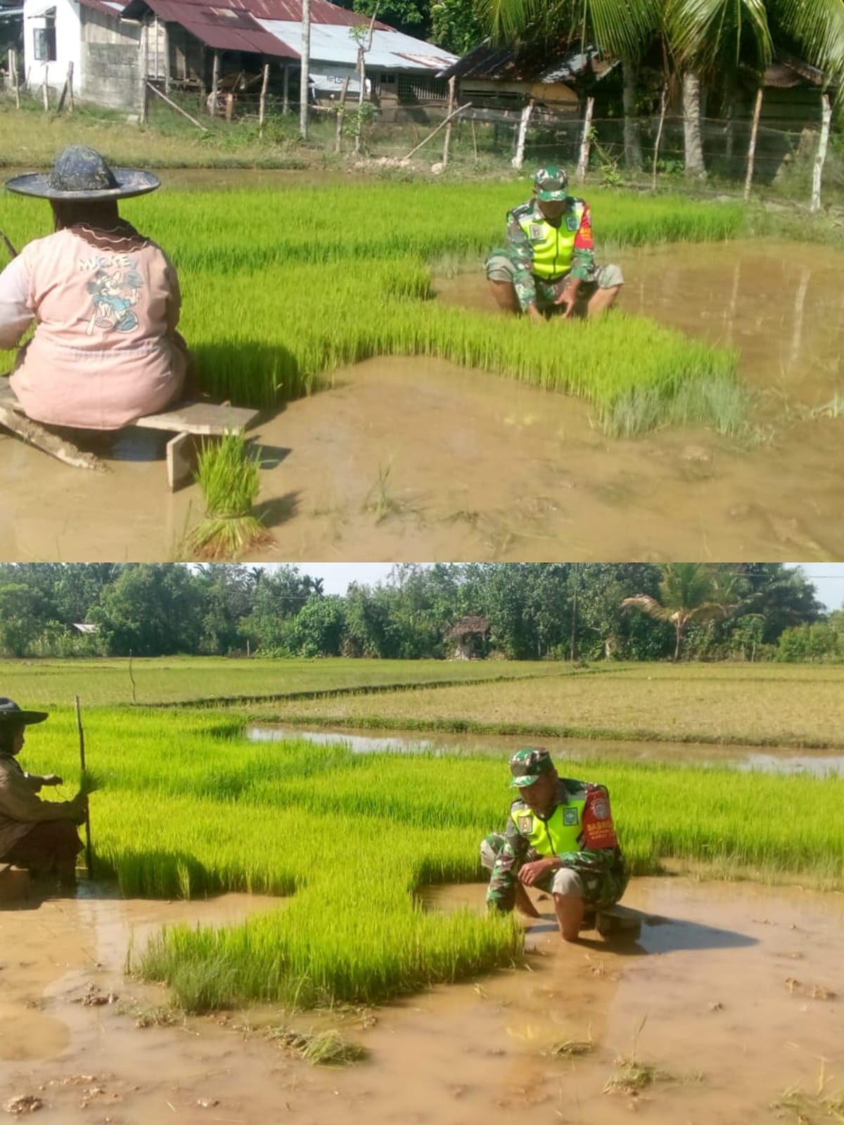 Dukung Hanpangan, Babinsa Koramil 03/Kaway XVI Bantu Petani Cabut Bibit Padi