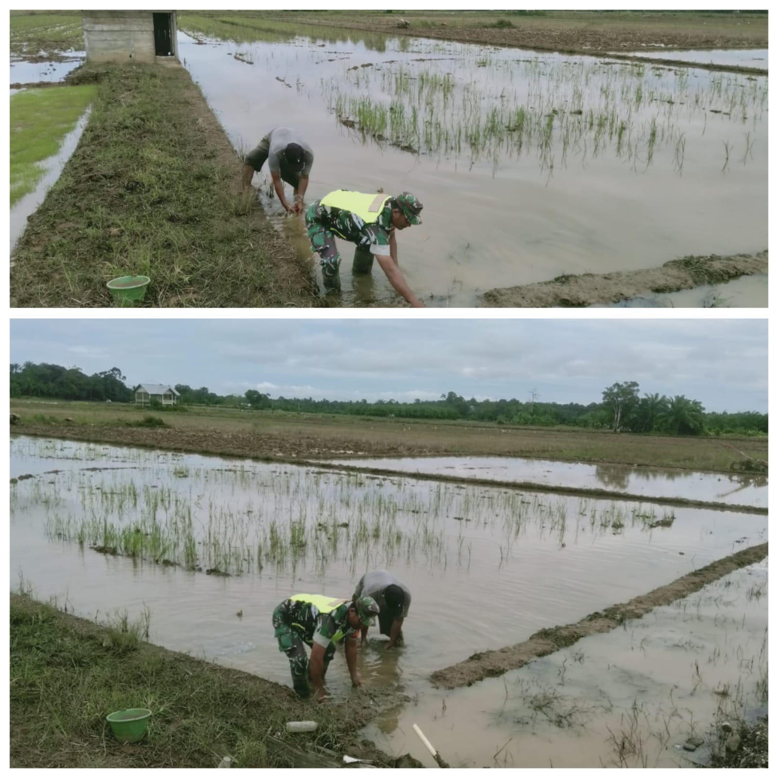 ‎Babinsa Woyla Barat 0105-10/Woyla Barat Turun ke Sawah, Bantu Petani Perkuat Pematang Demi Jaga Ketersediaan Air di Musim Panas