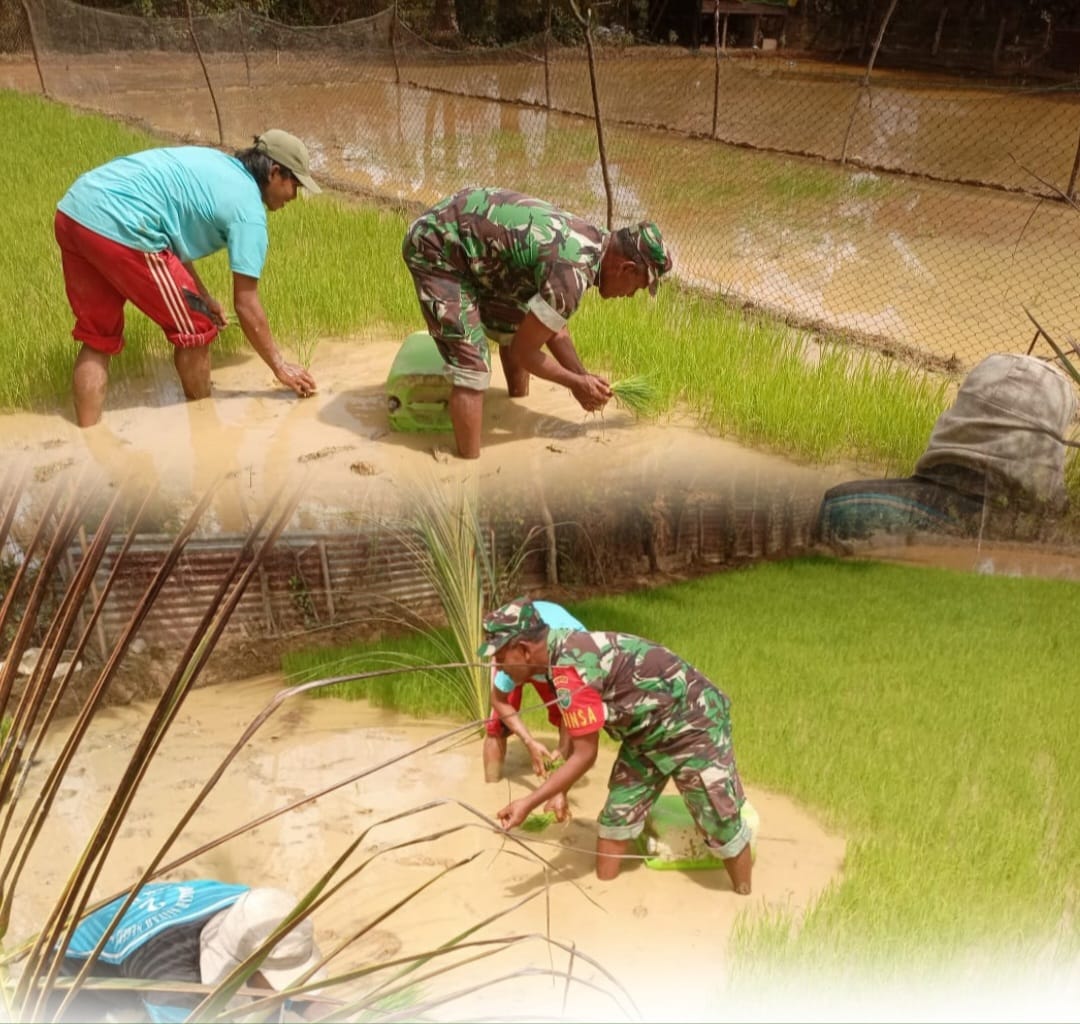 Dukung percepatan tanam, Babinsa Koramil 09/Samatiga bantu petani Desa Pinem cabut benih padi