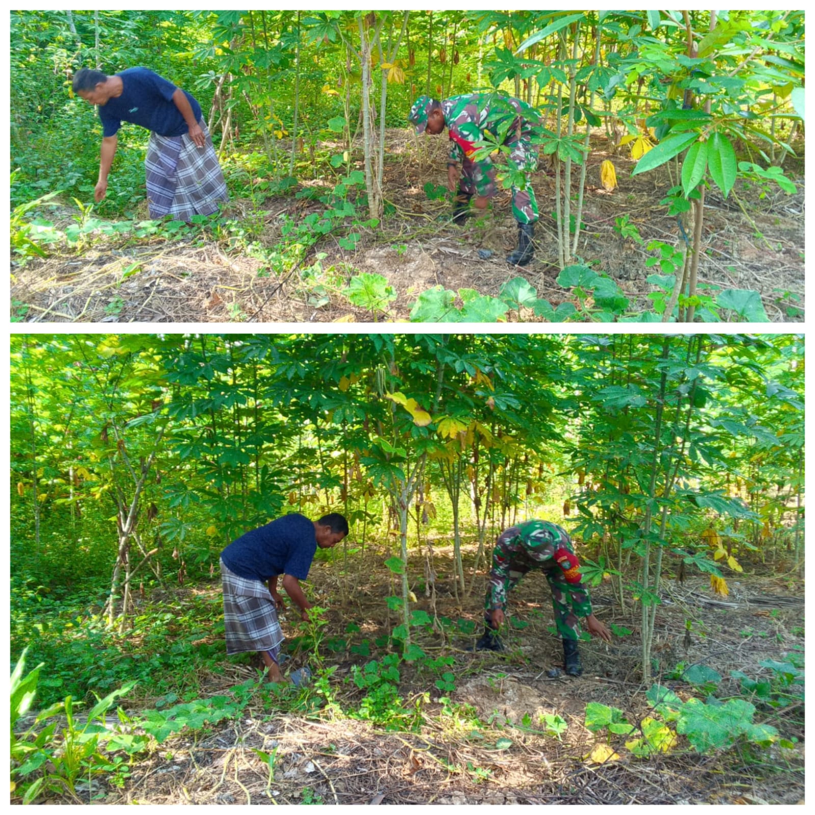 ‎Babinsa Woyla Barat 0105-10/Woyla Barat Dampingi Petani Cek Pertumbuhan Ubi Kayu, Wujud Dukungan Ketahanan Pangan