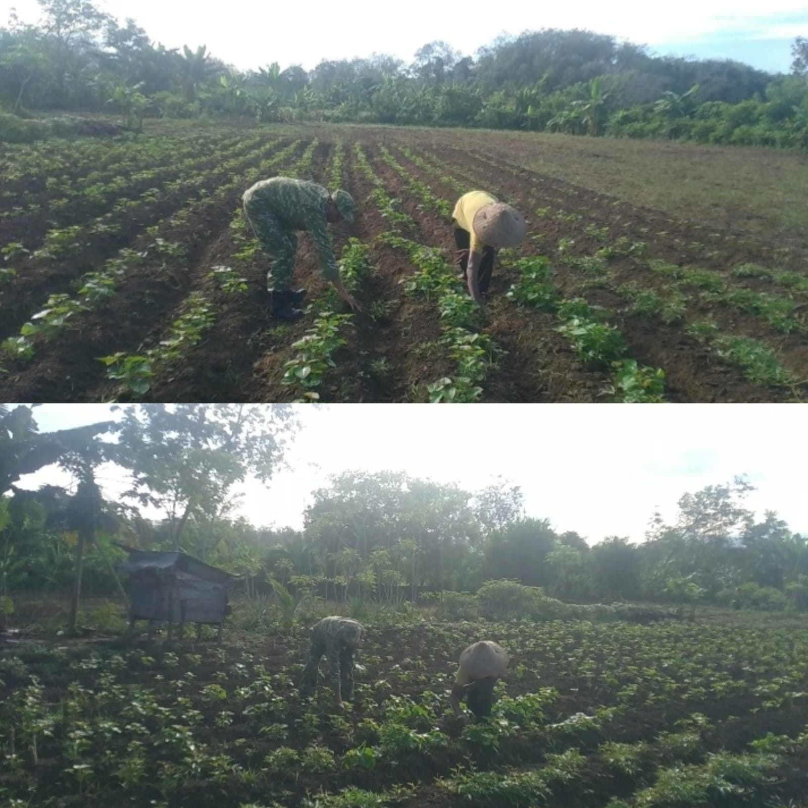 Babinsa 05/Pante Ceureumen Aktif Dampingi Petani Tingkatkan Produktivitas Ubi Jalar