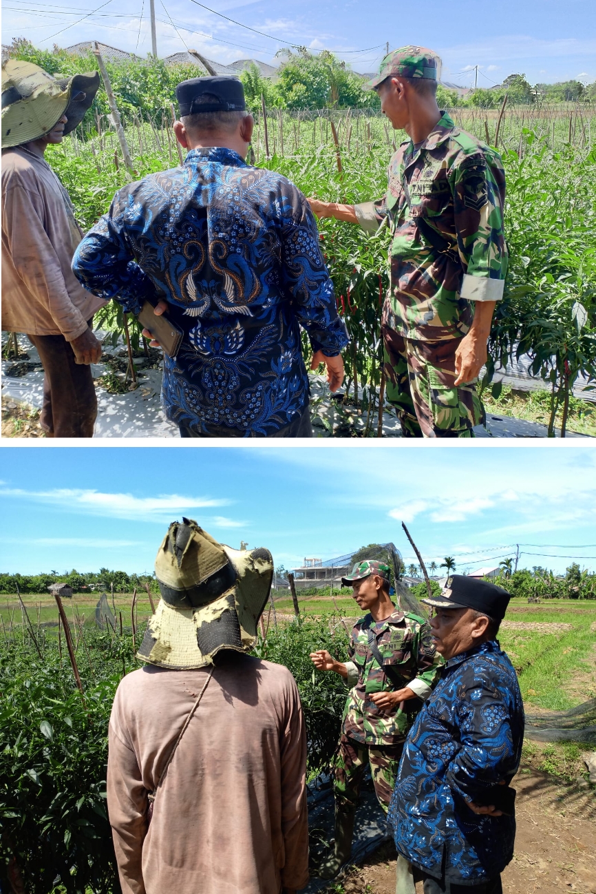 Kompak di Tengah Kebun, Tiga Pilar Desa Langung Sambangi Petani Budidaya Cabai Merah