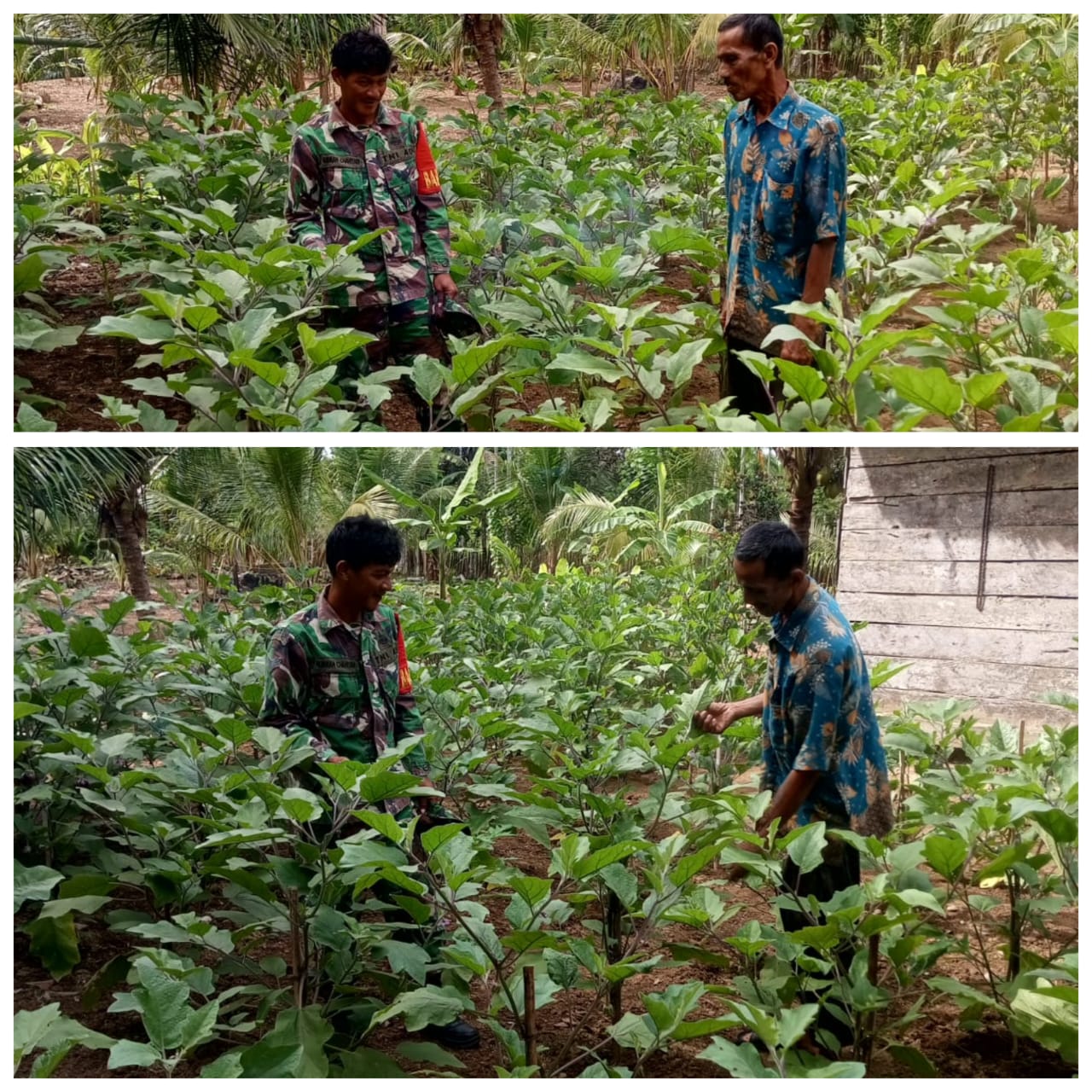 ‎Babinsa Woyla Barat Berhasil Bantu Petani Atasi Serangan Ulat pada Tanaman Terong  ‎Tanaman Terong Diserang Hama