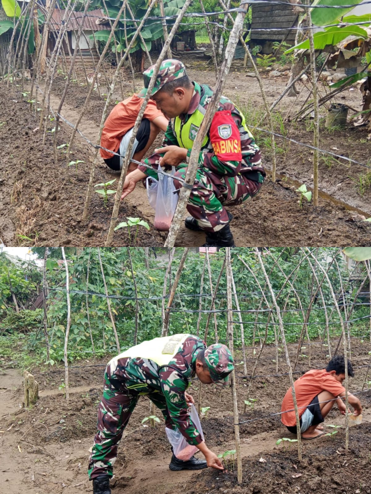 Dukung Ketahanan Pangan, Babinsa Koramil 03 Kaway XVI Turun Kelapangan Bantu Warga