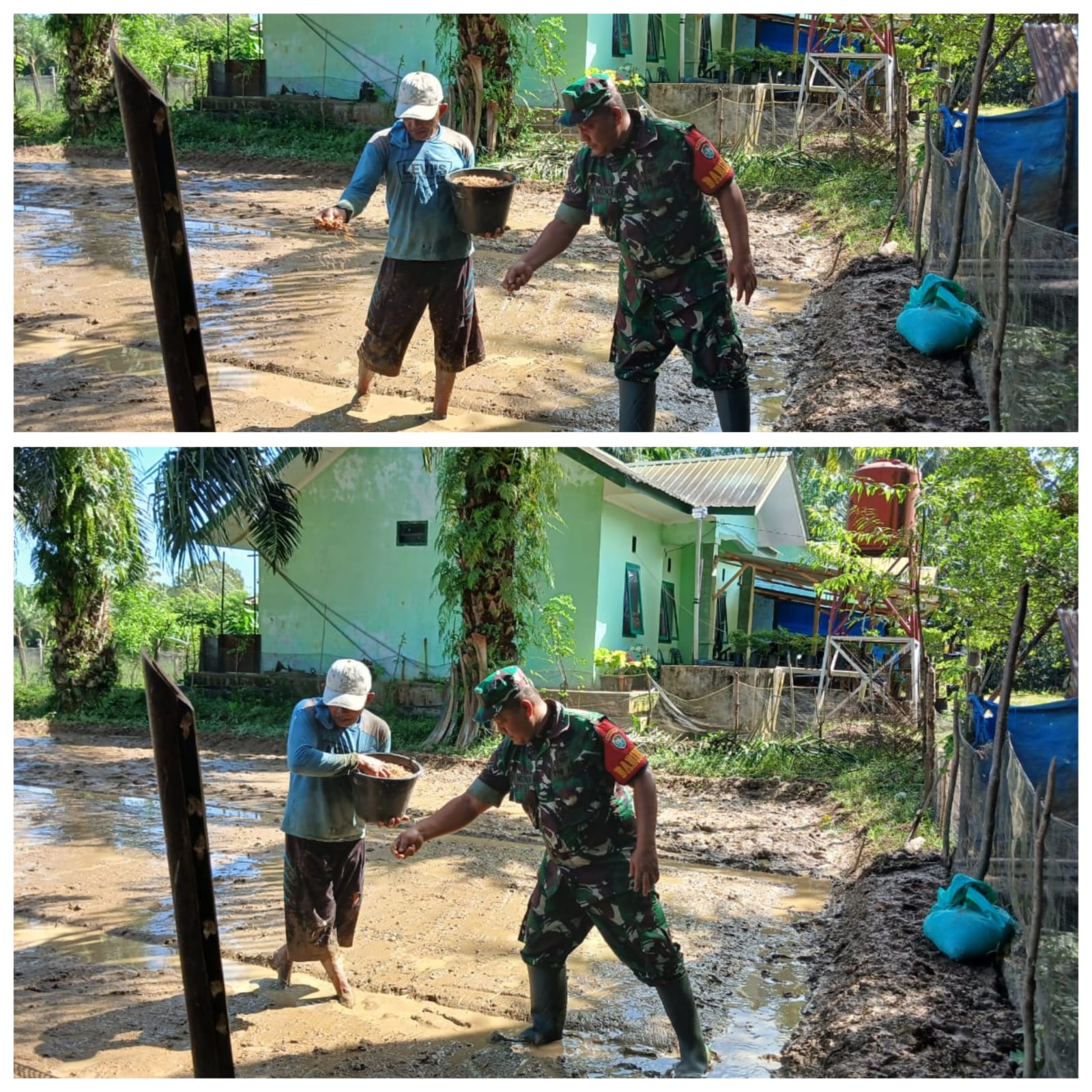 ‎Turun Hujan, Babinsa Woyla Barat Sigap Bantu Petani Tabur Bibit Padi Demi Sukseskan Musim Tanam  ‎